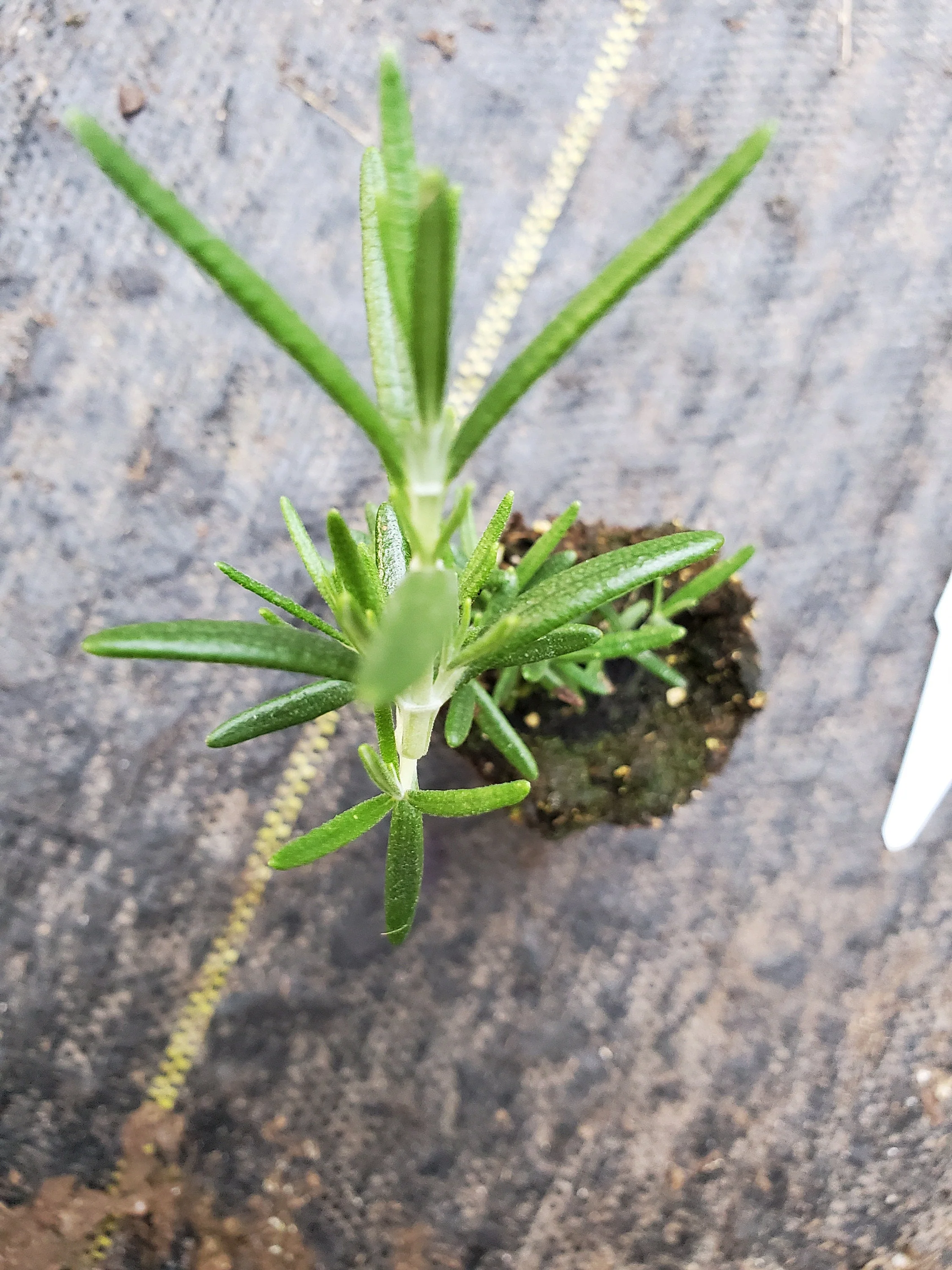 Rosemary Prostrate - Image 2