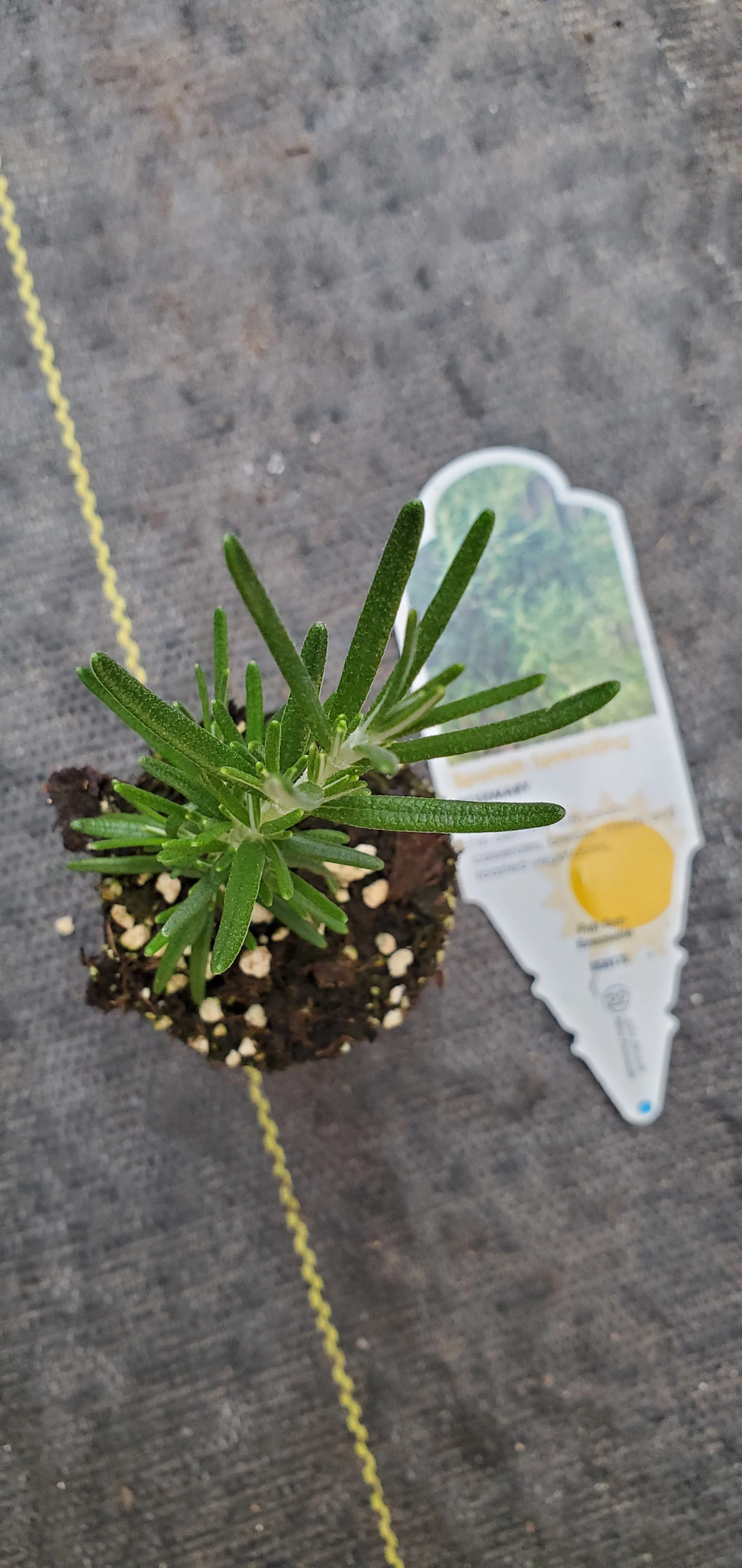 Rosemary Spanish Spreading