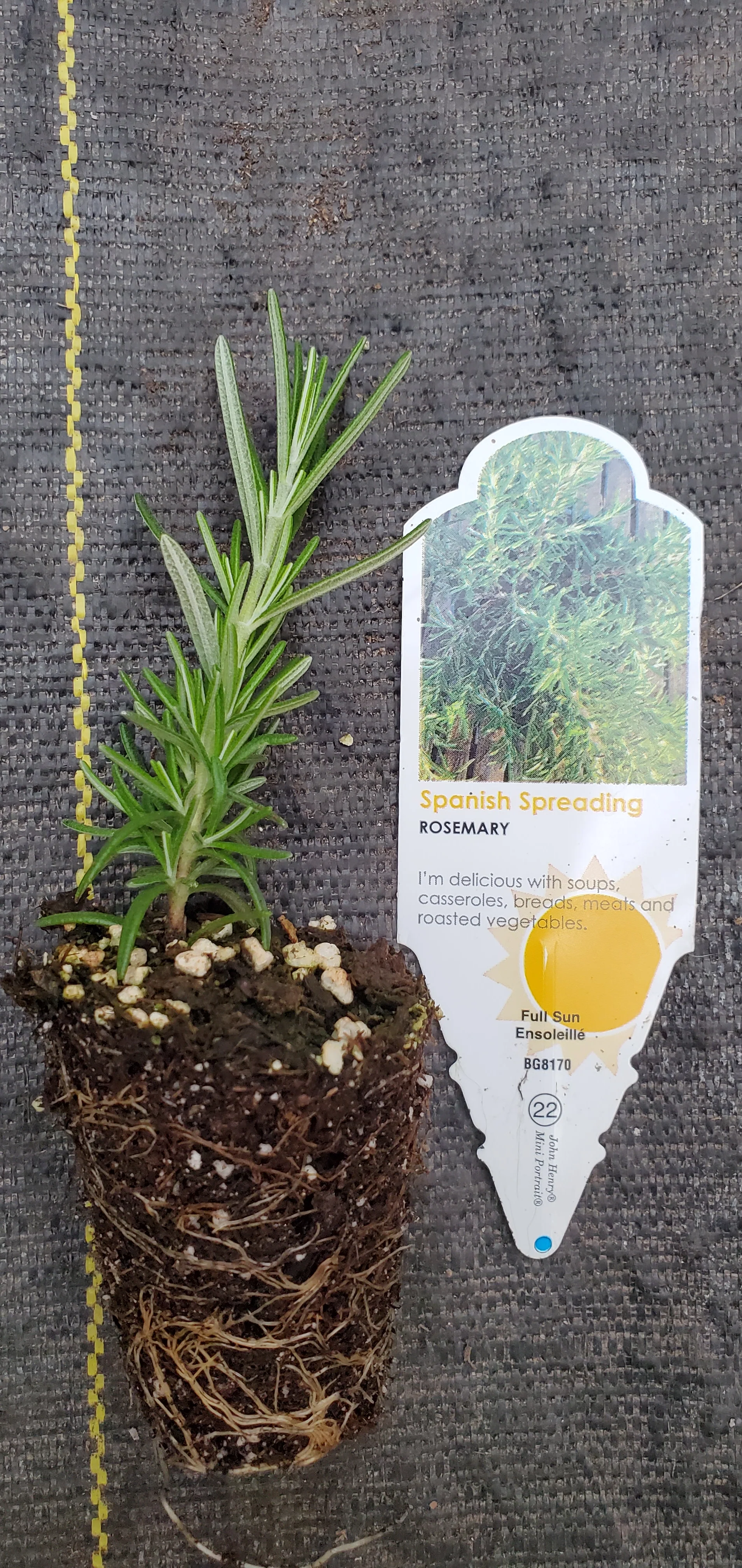 Rosemary Spanish Spreading - Image 2