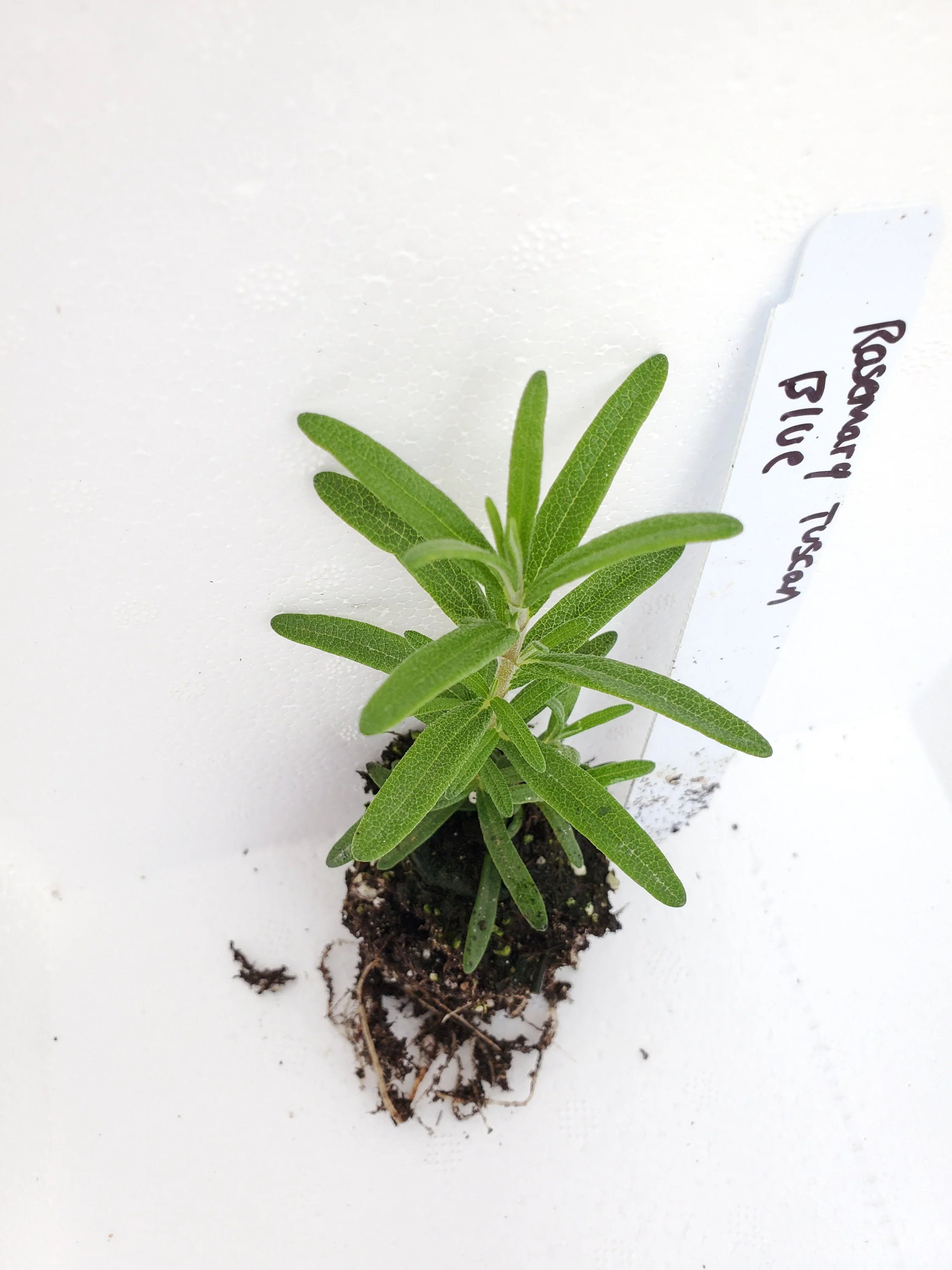 Rosemary Tuscan Blue - Image 2
