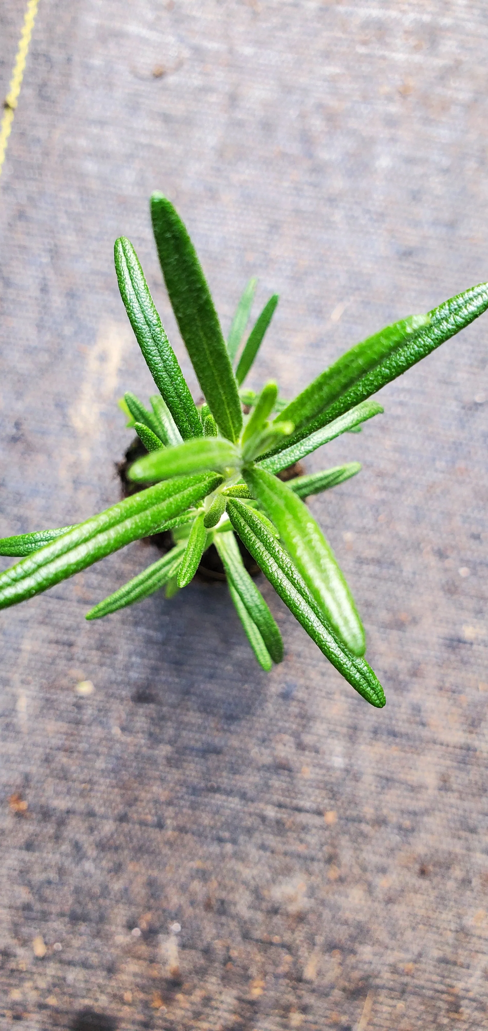 Rosemary Upright Blue
