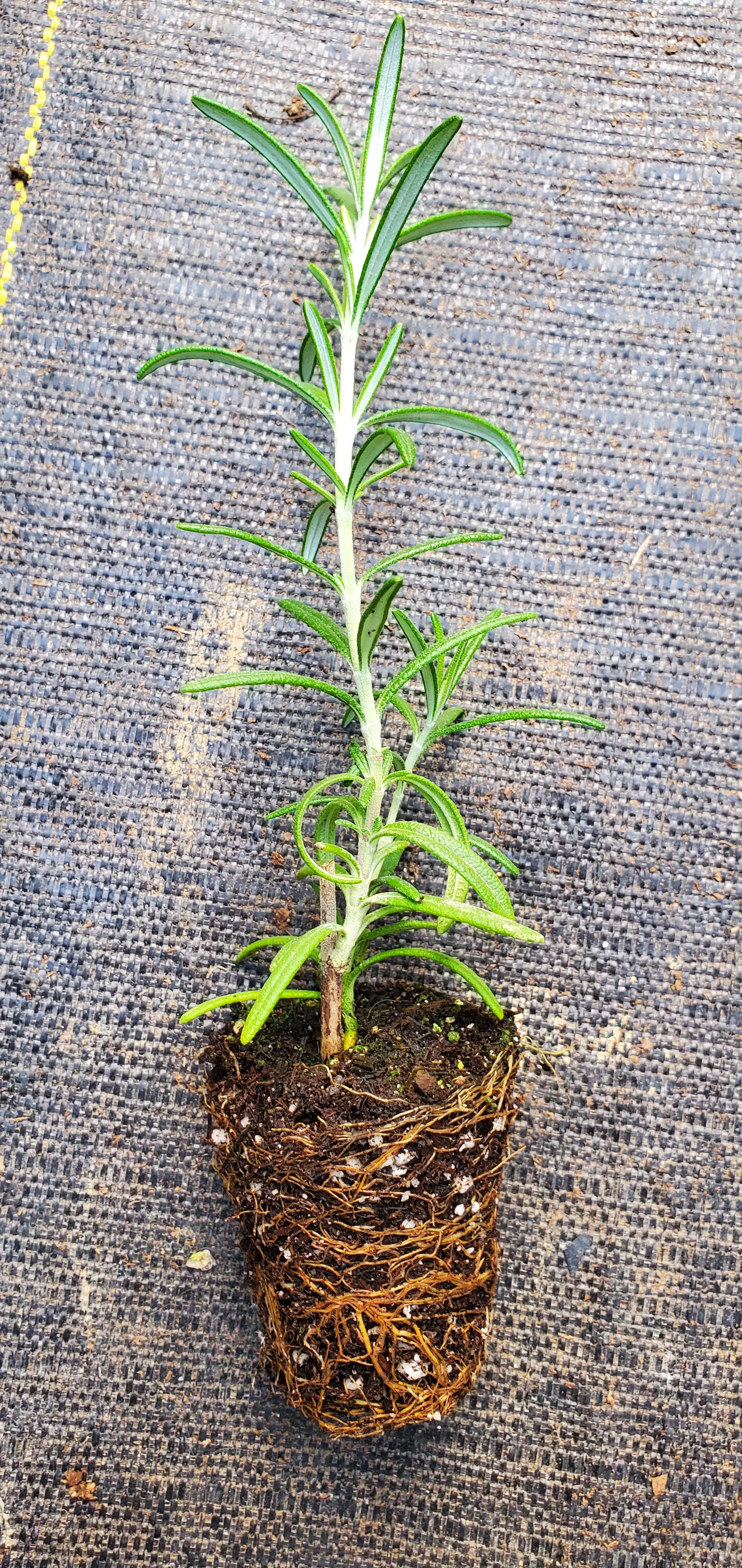 Rosemary Upright Blue - Image 2