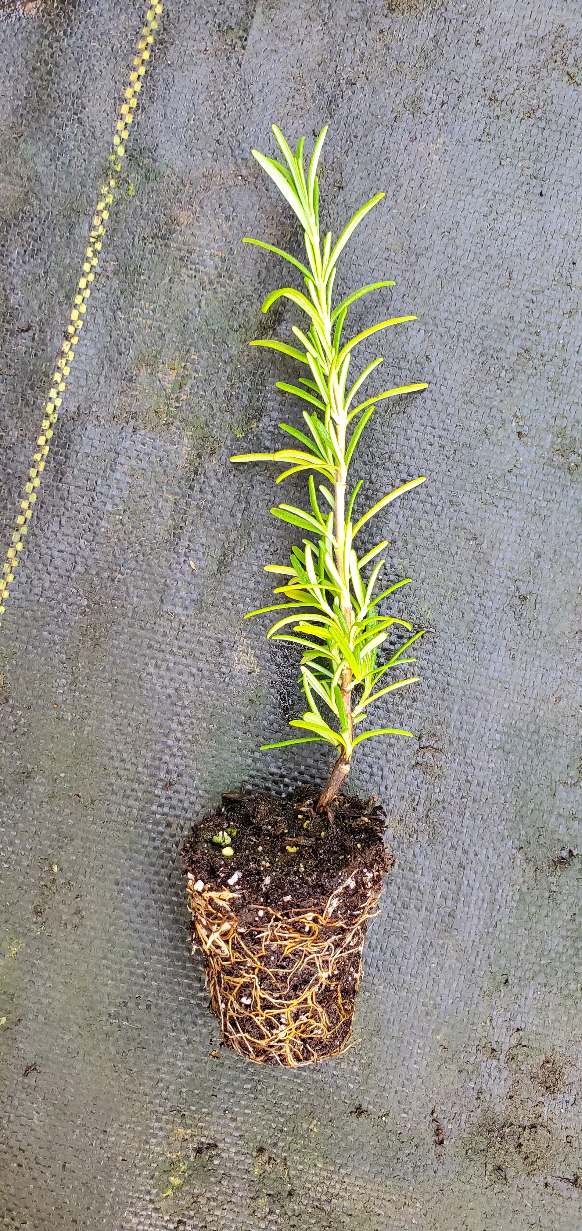 Rosemary Upright Pink - Image 2