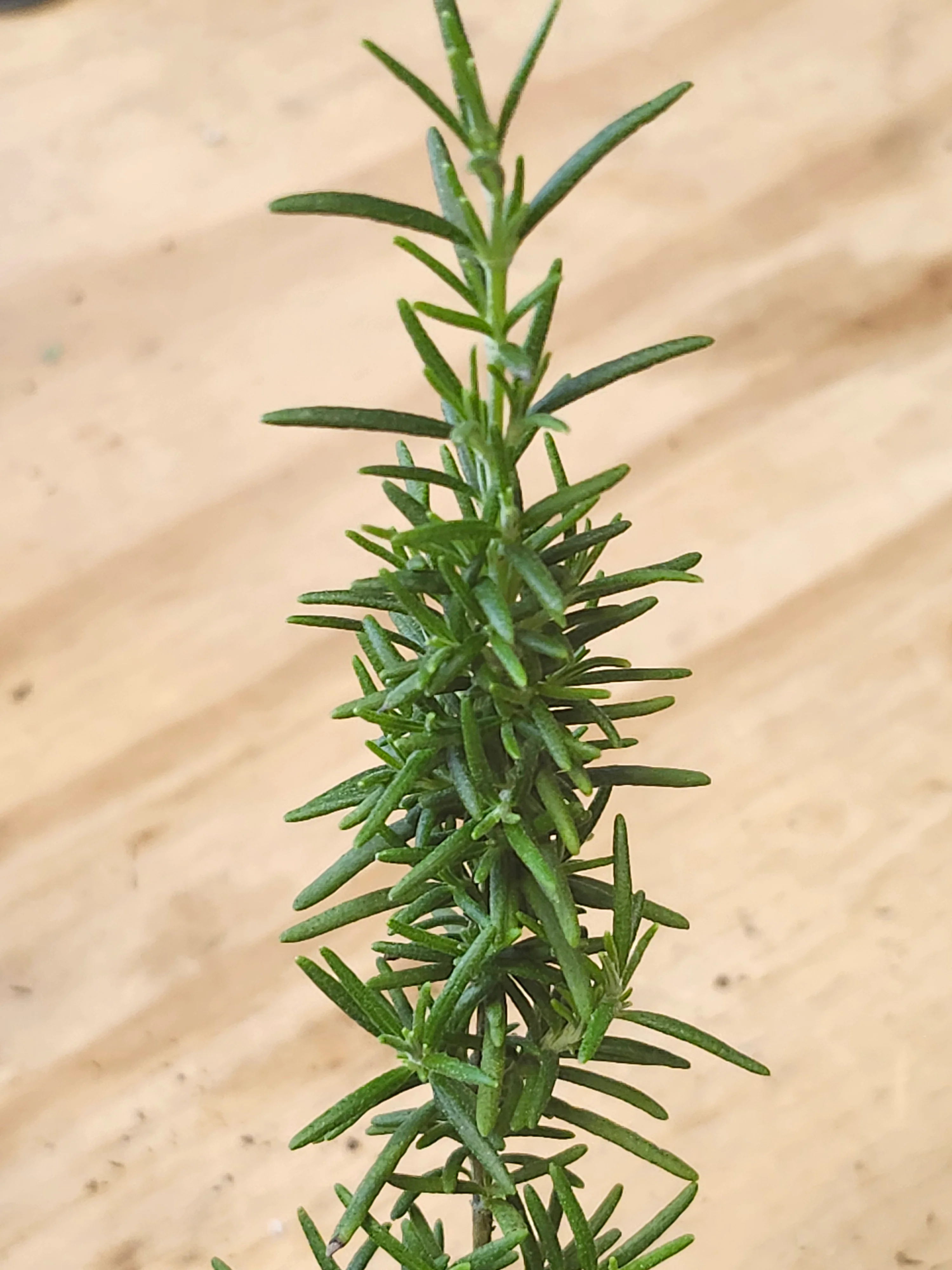 Rosmarinus Blue Boy Rosemary - Image 2