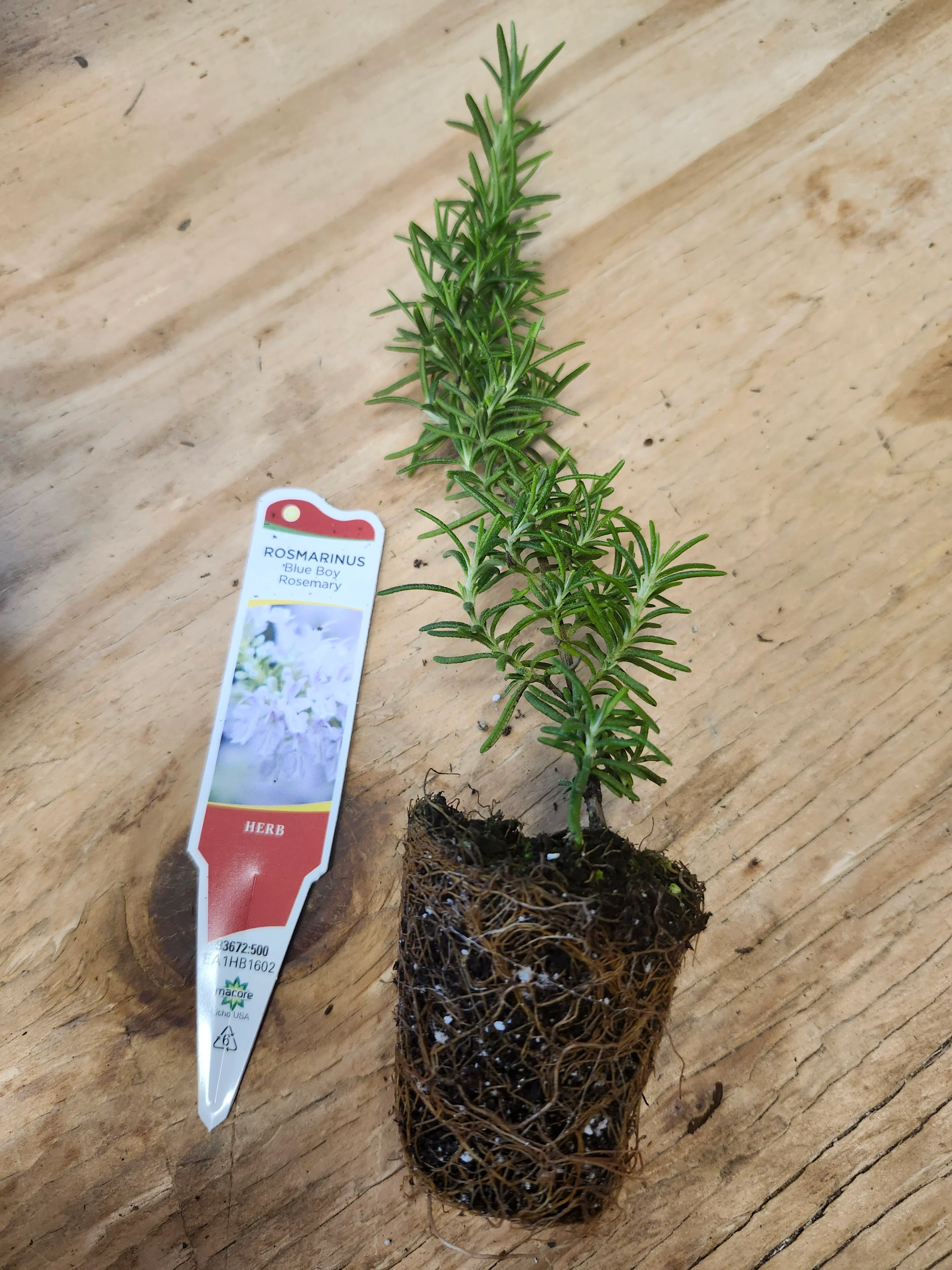 Rosmarinus Blue Boy Rosemary - Image 3