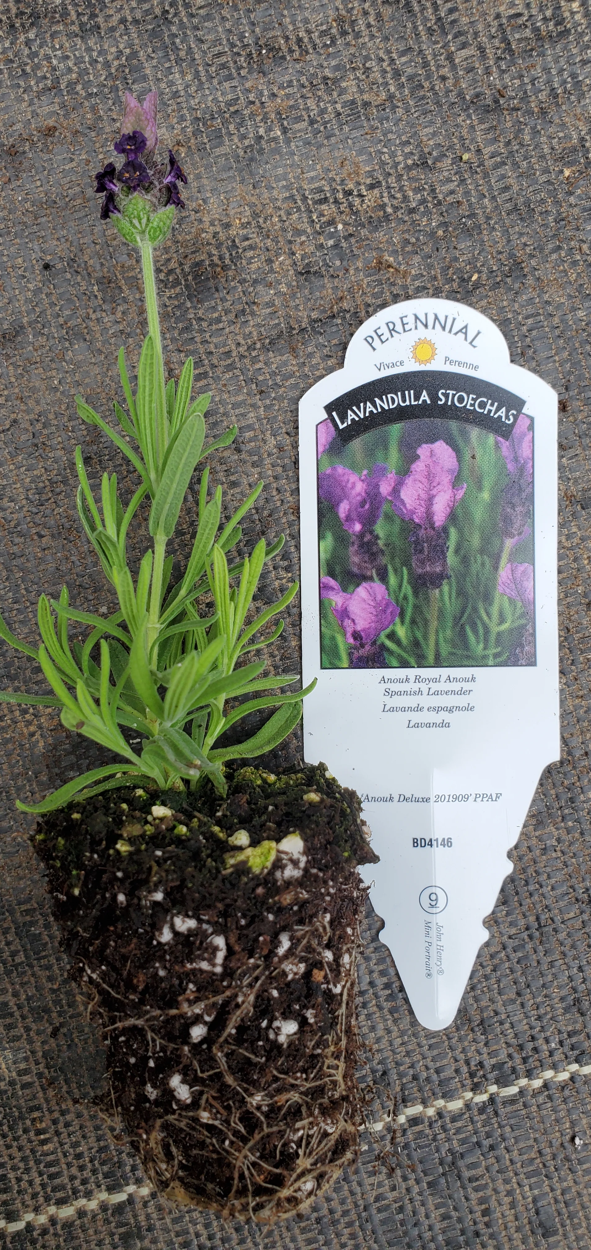 Royal Anouk Spanish Lavender - Image 2