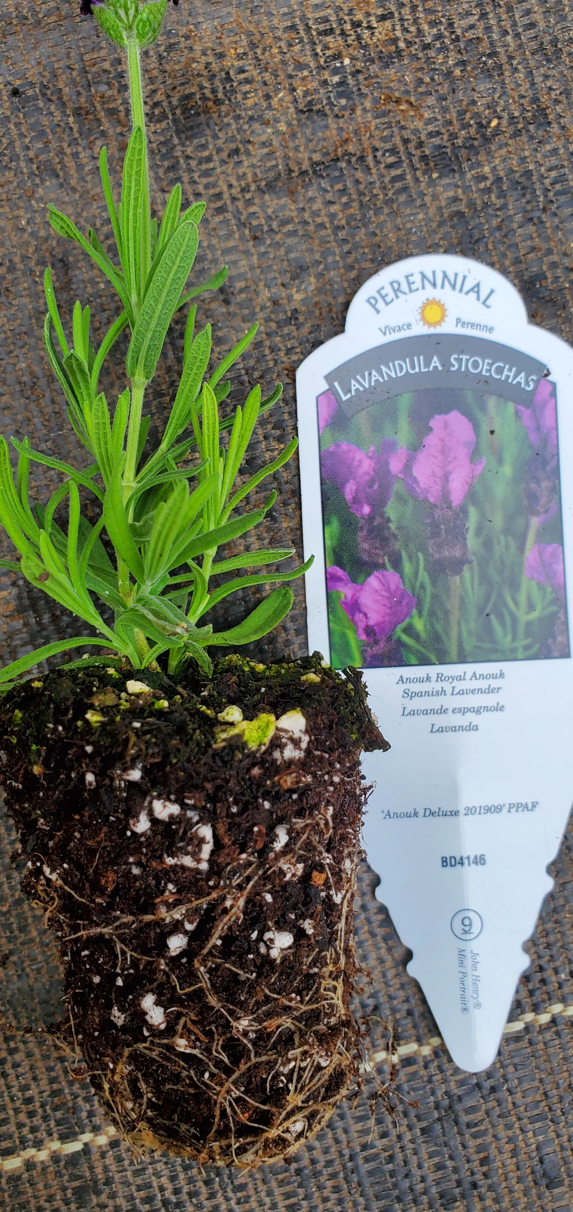 Royal Anouk Spanish Lavender - Image 3