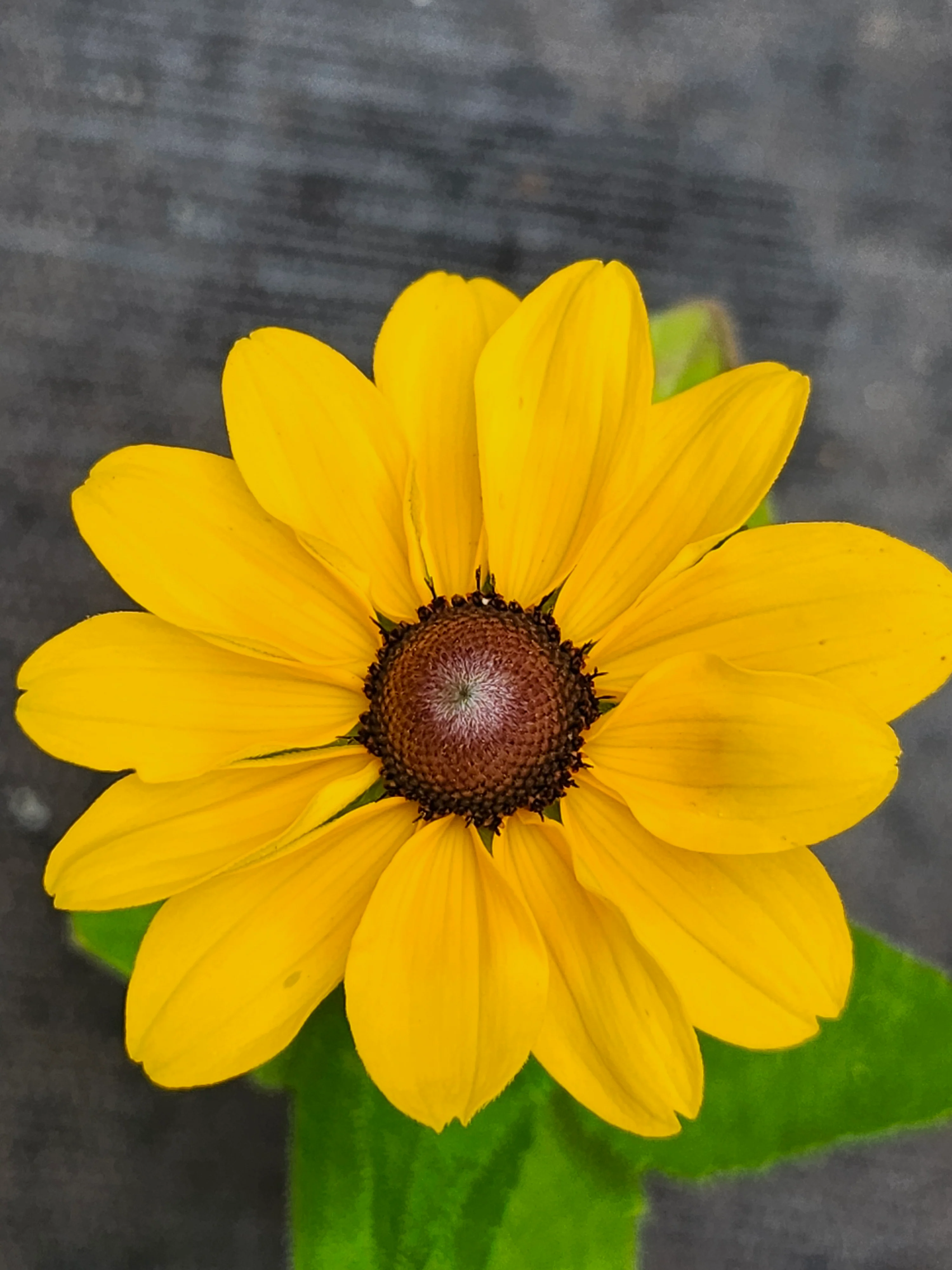 Rudbeckia Tablemate