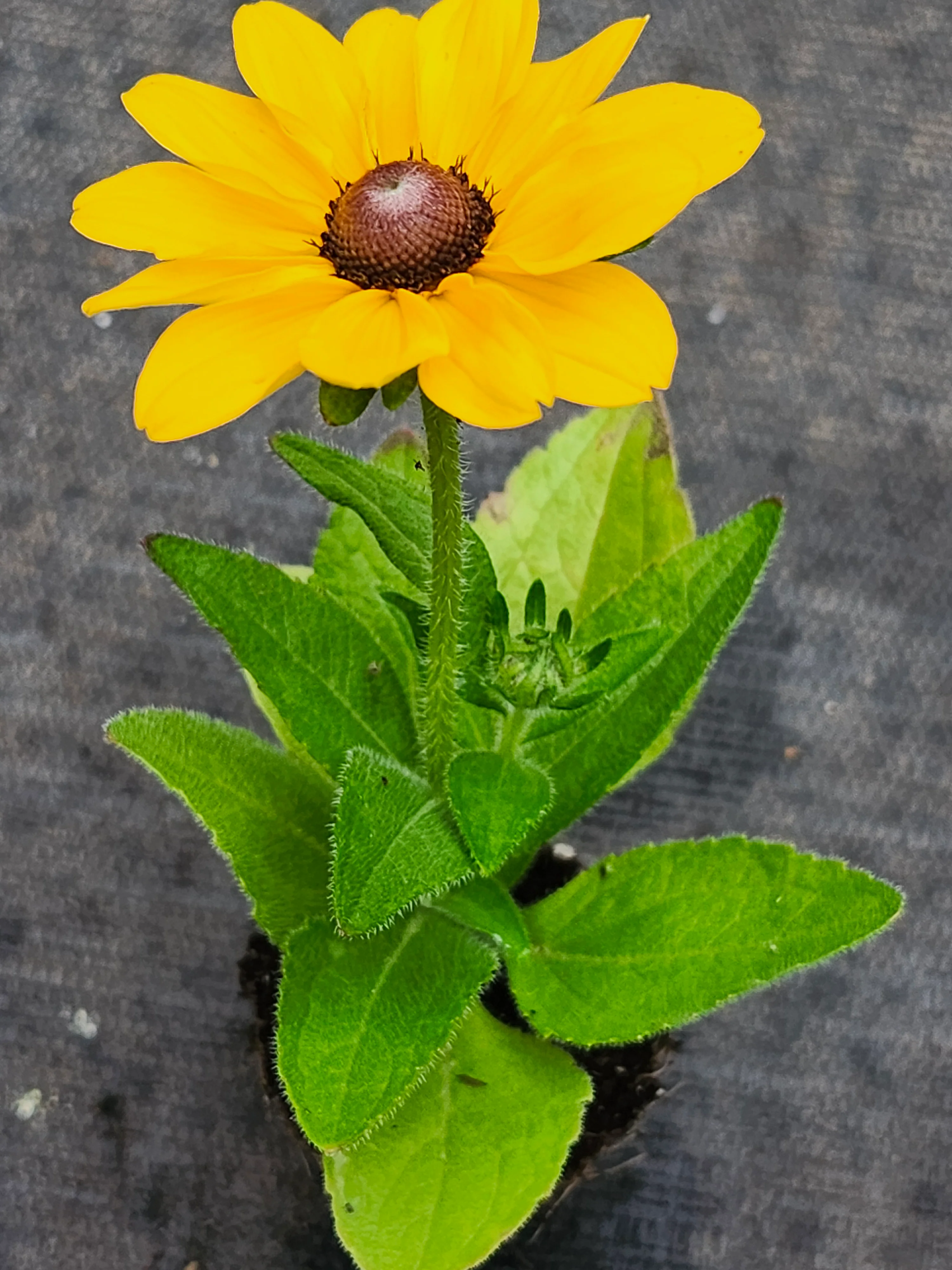 Rudbeckia Tablemate - Image 2