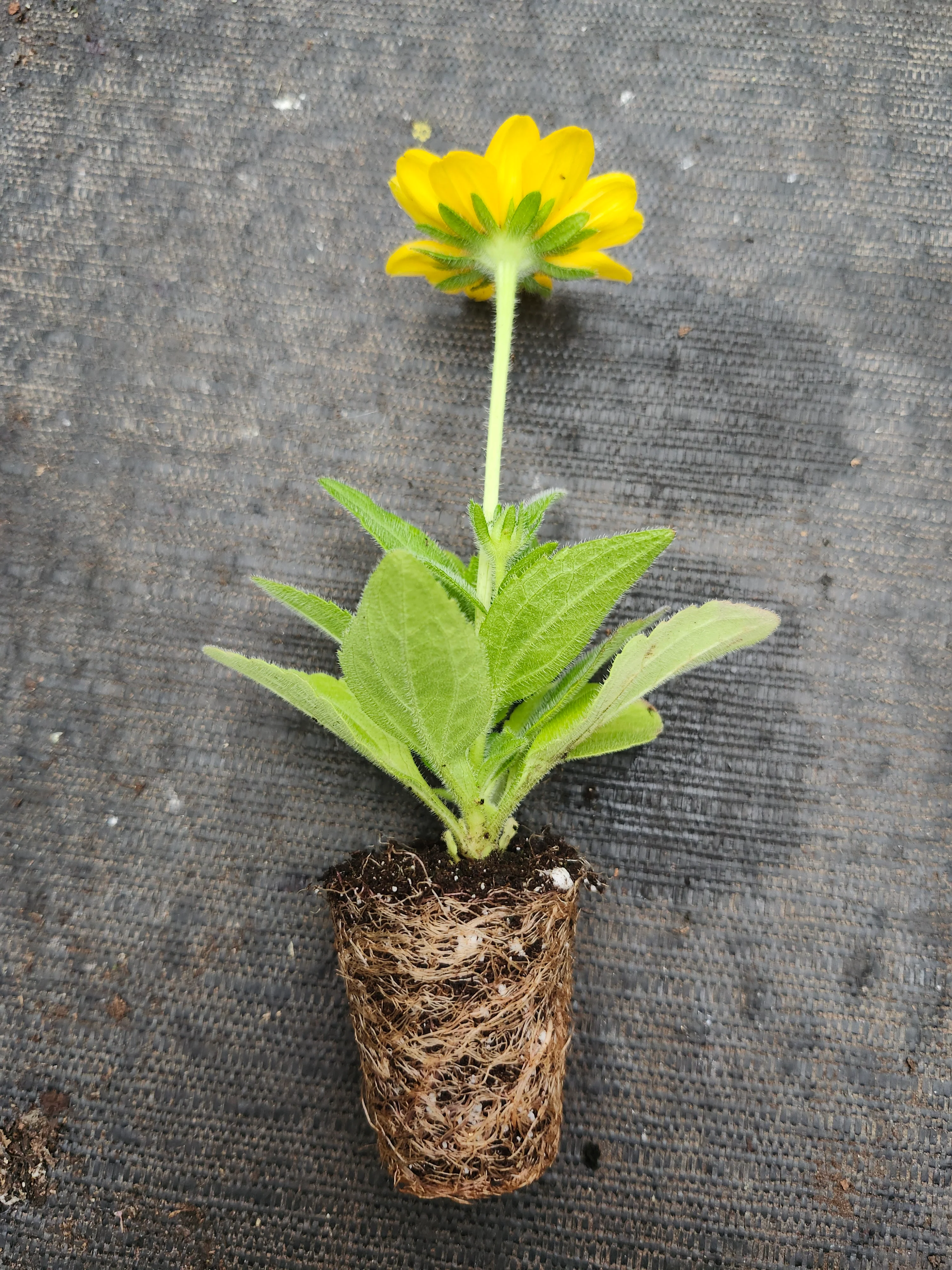 Rudbeckia Tablemate - Image 3