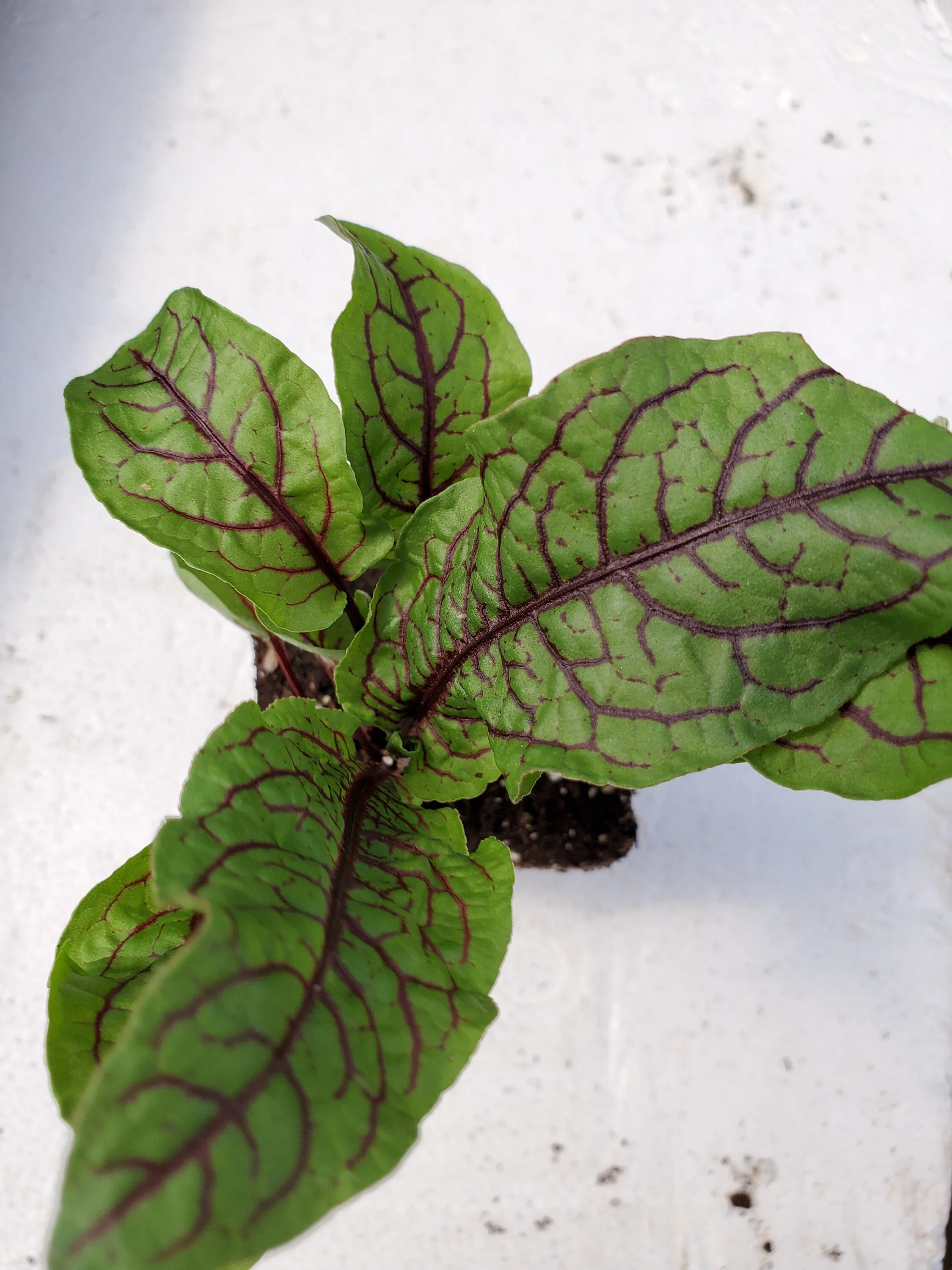 Rumex Raspberry Dressing