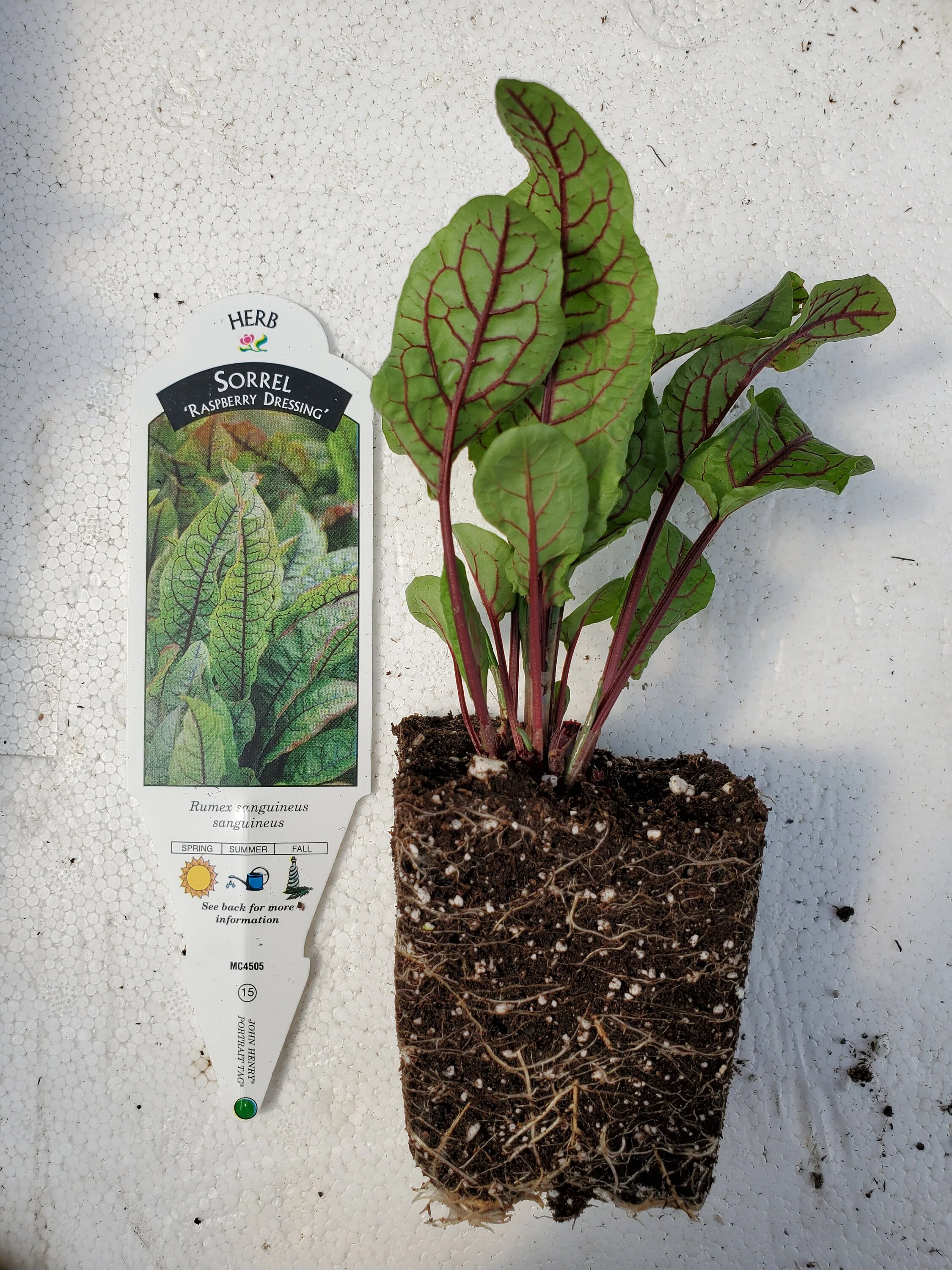 Rumex Raspberry Dressing - Image 2