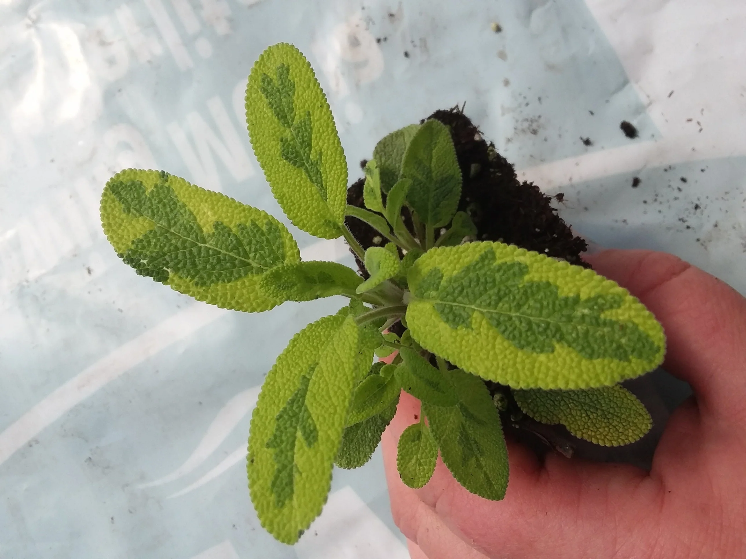 Sage Icterina