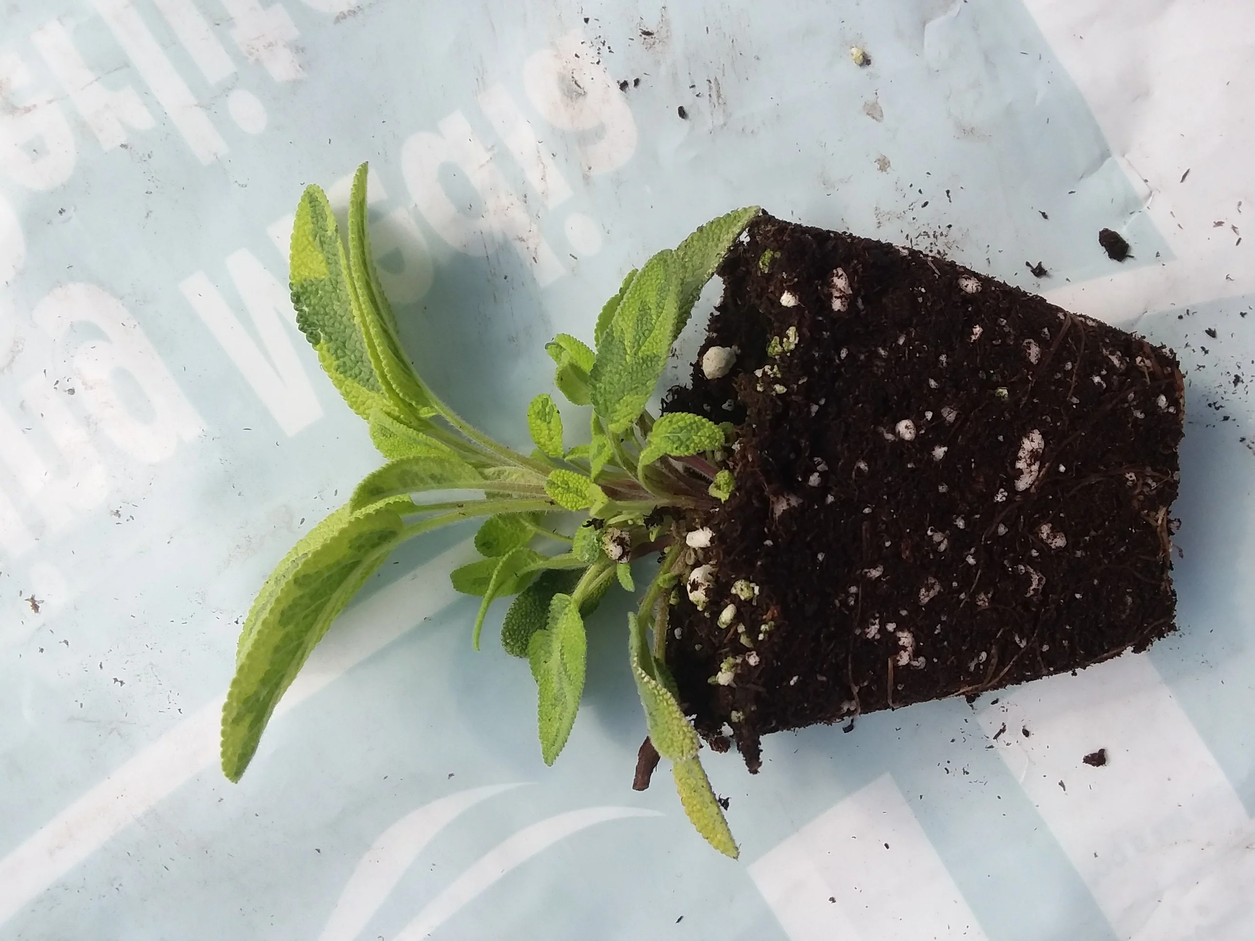 Sage Icterina - Image 2