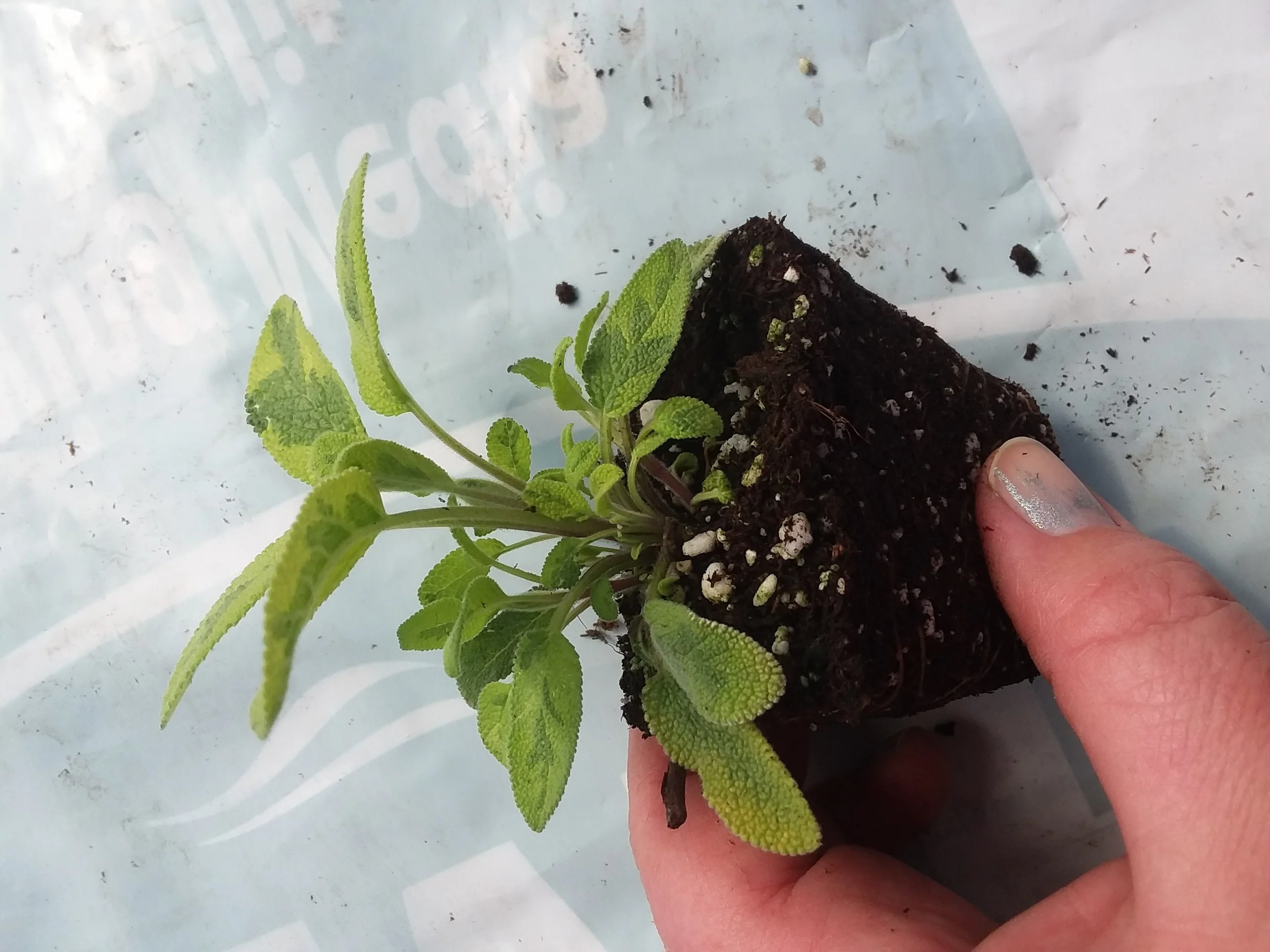 Sage Icterina - Image 3