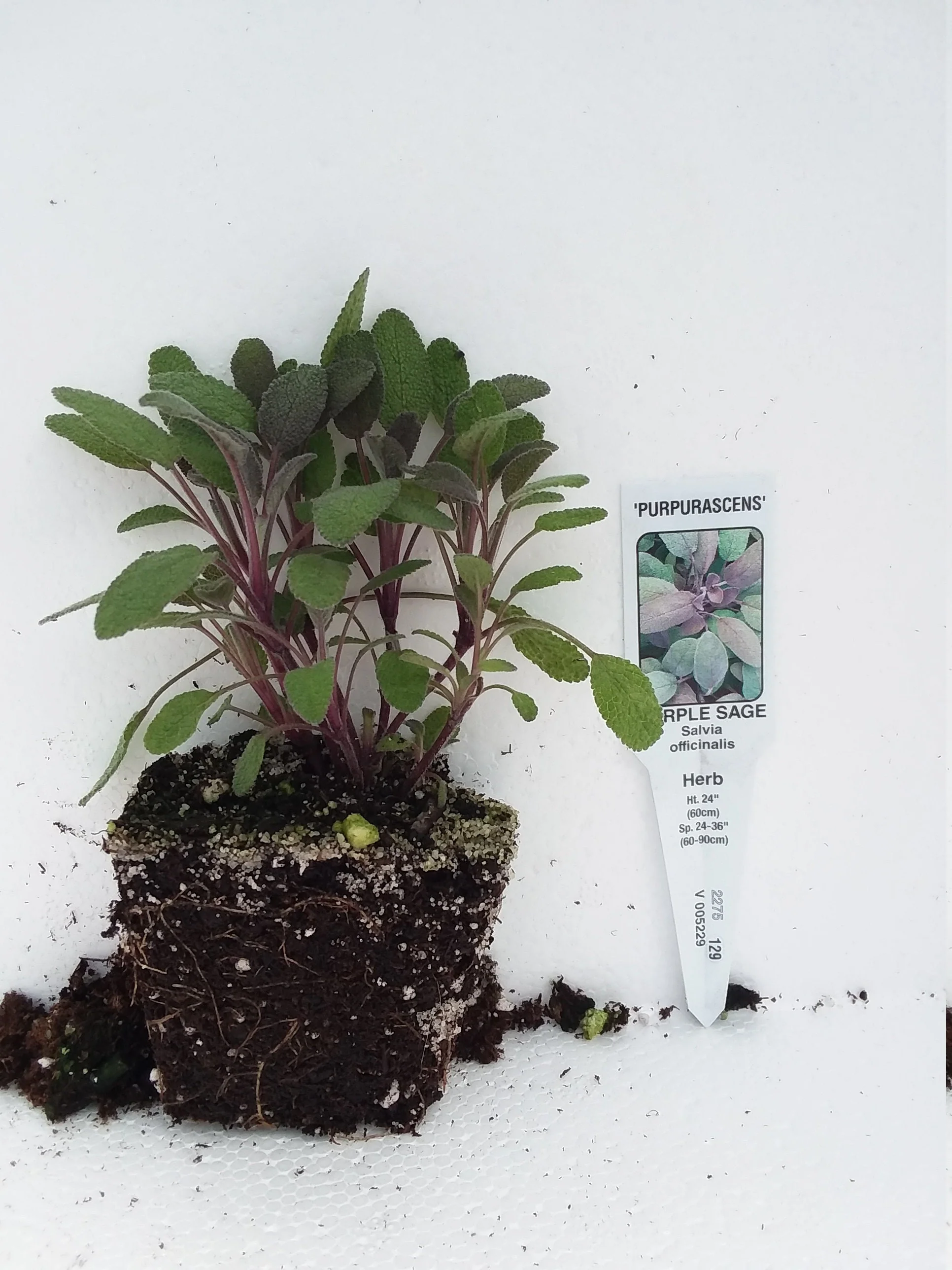 Sage Purple - Image 3