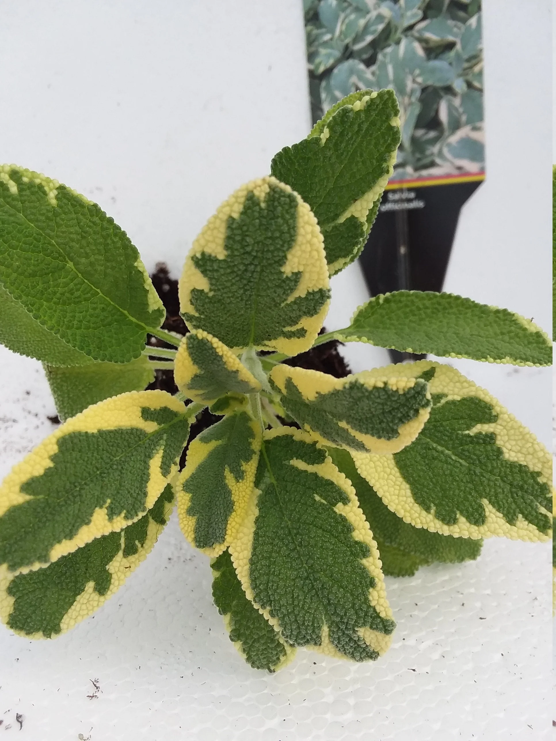 Sage Variegated Berggarten