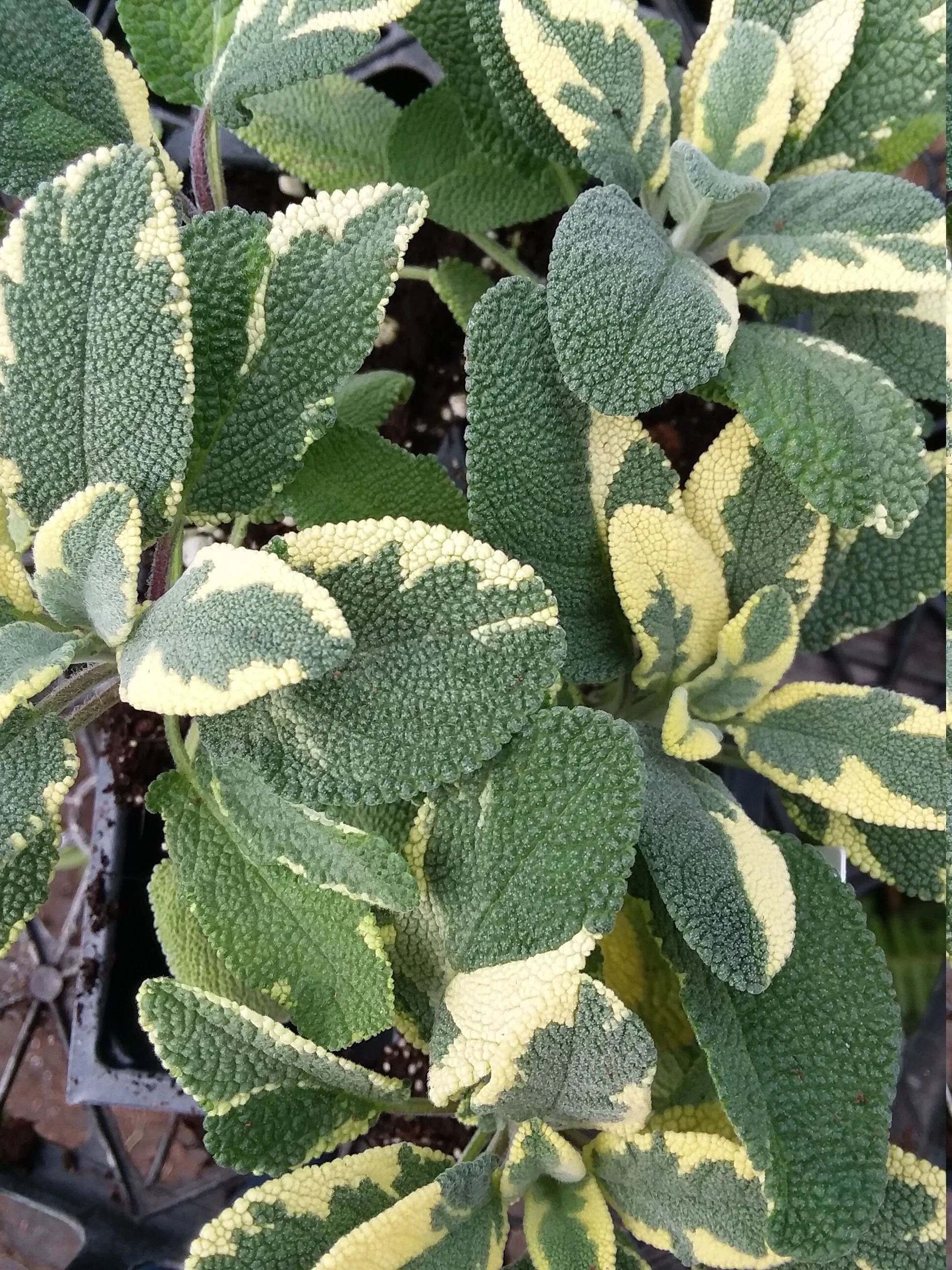 Sage Variegated Berggarten - Image 2