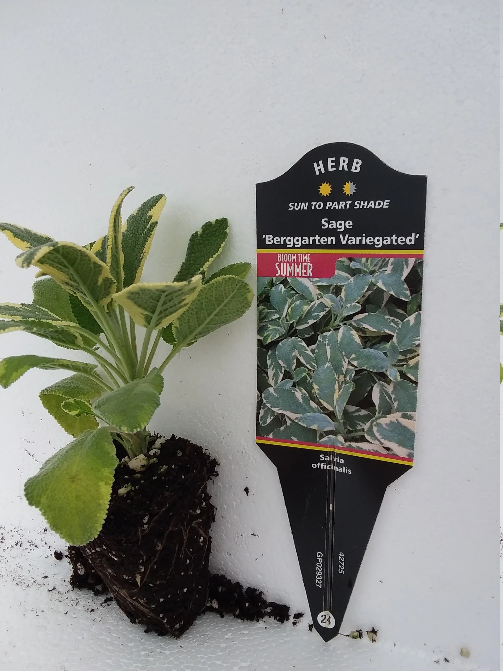 Sage Variegated Berggarten - Image 3