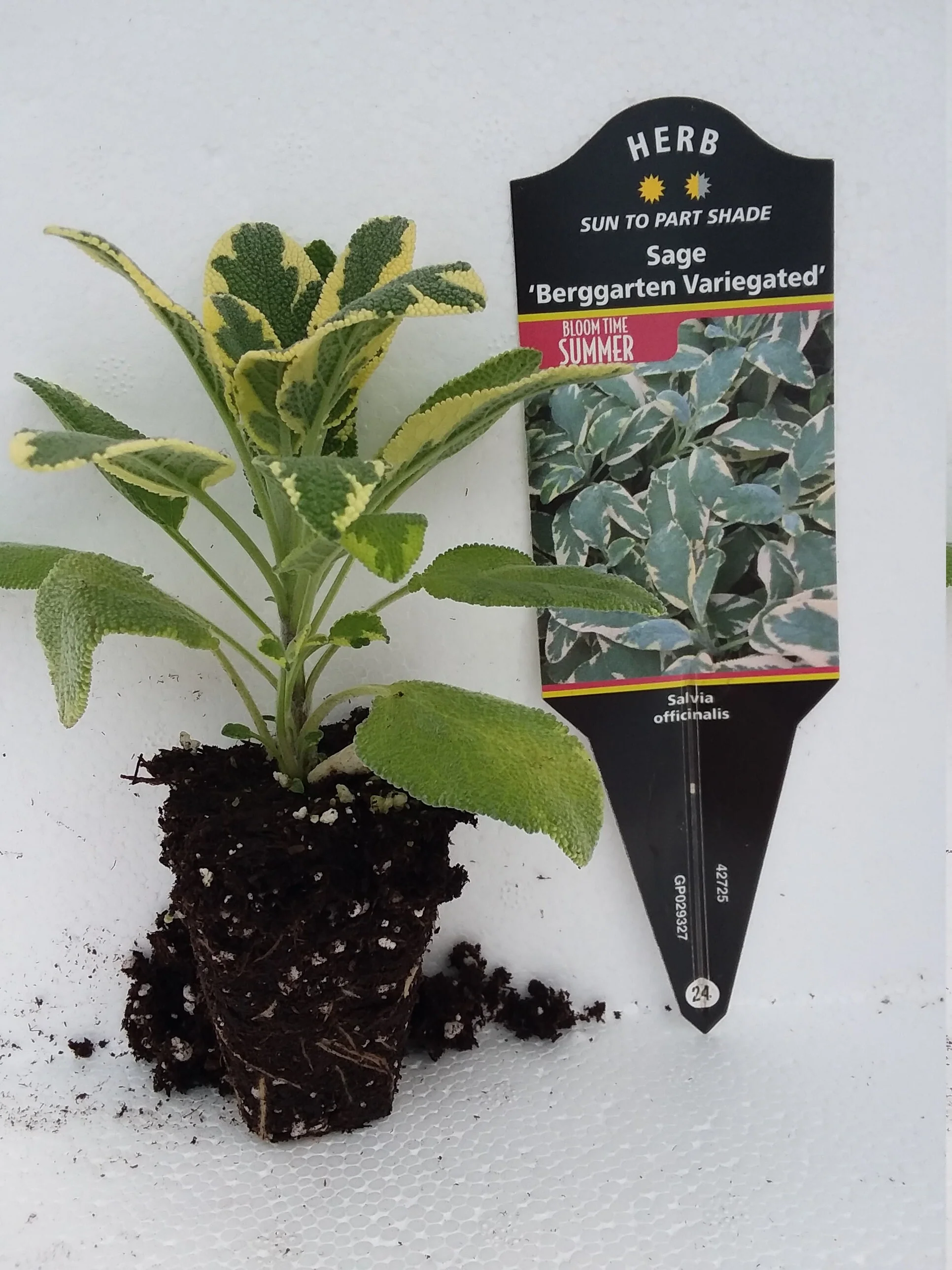 Sage Variegated Berggarten - Image 4