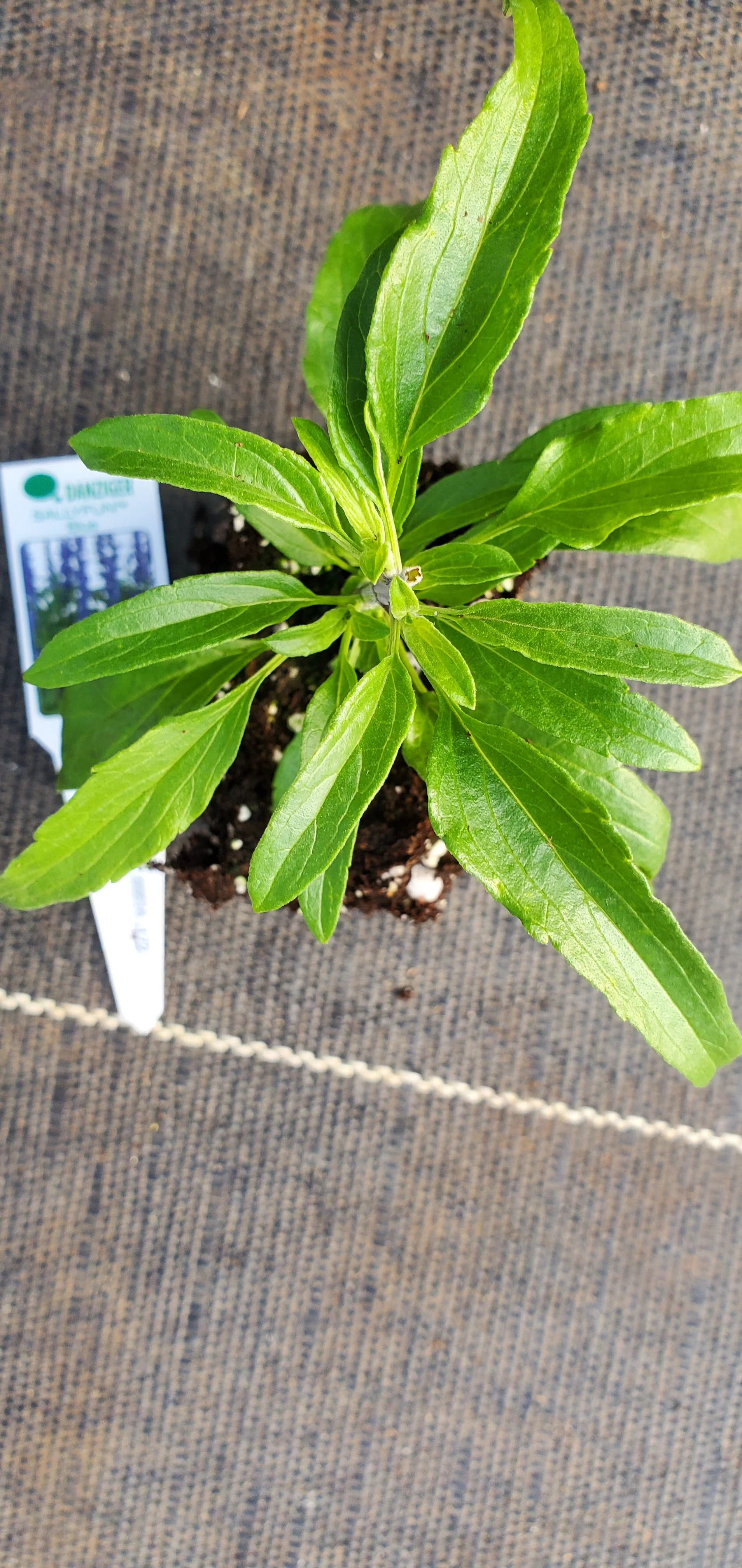 Sallyfun Blue Mealycup Sage Salvia farinacea