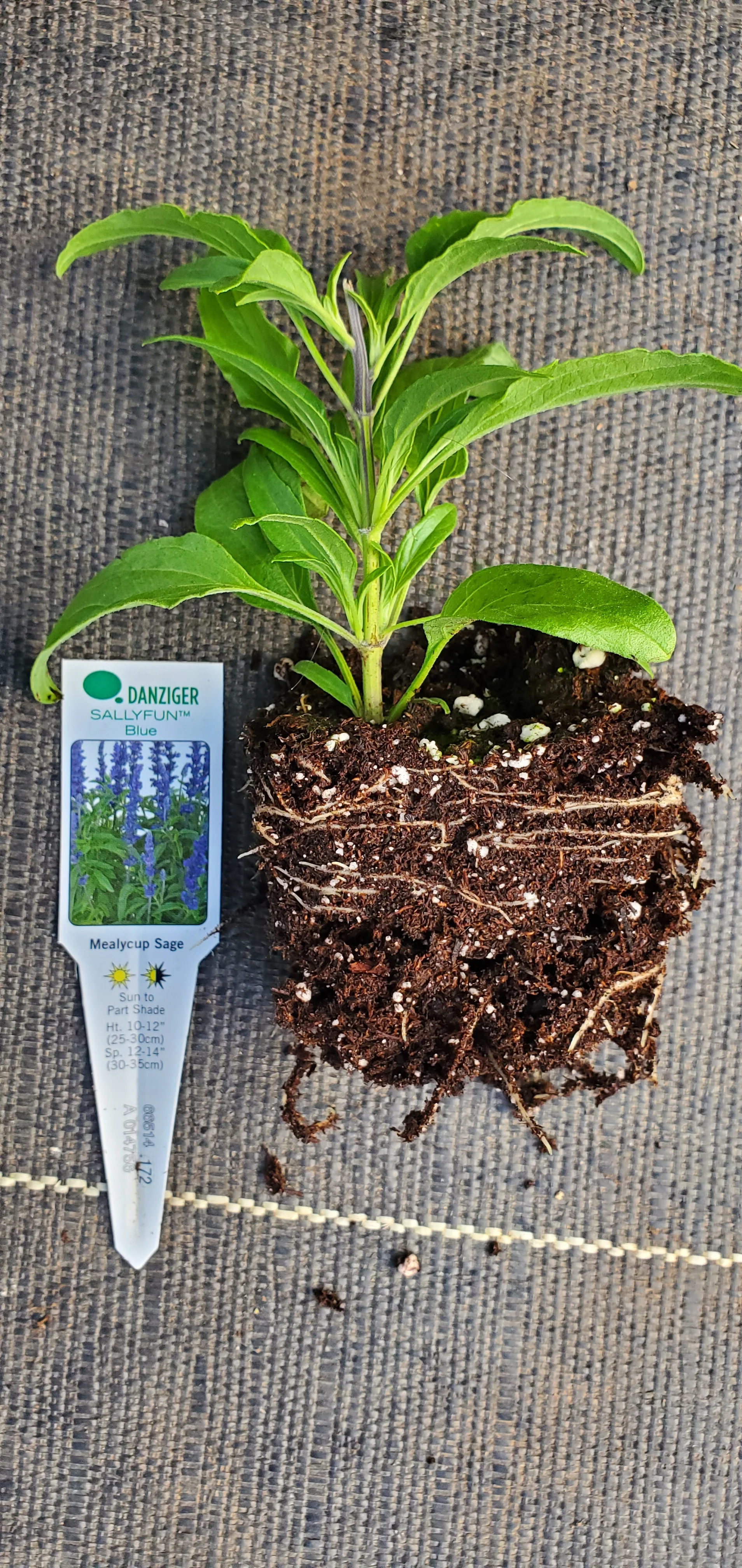 Sallyfun Blue Mealycup Sage Salvia farinacea - Image 2
