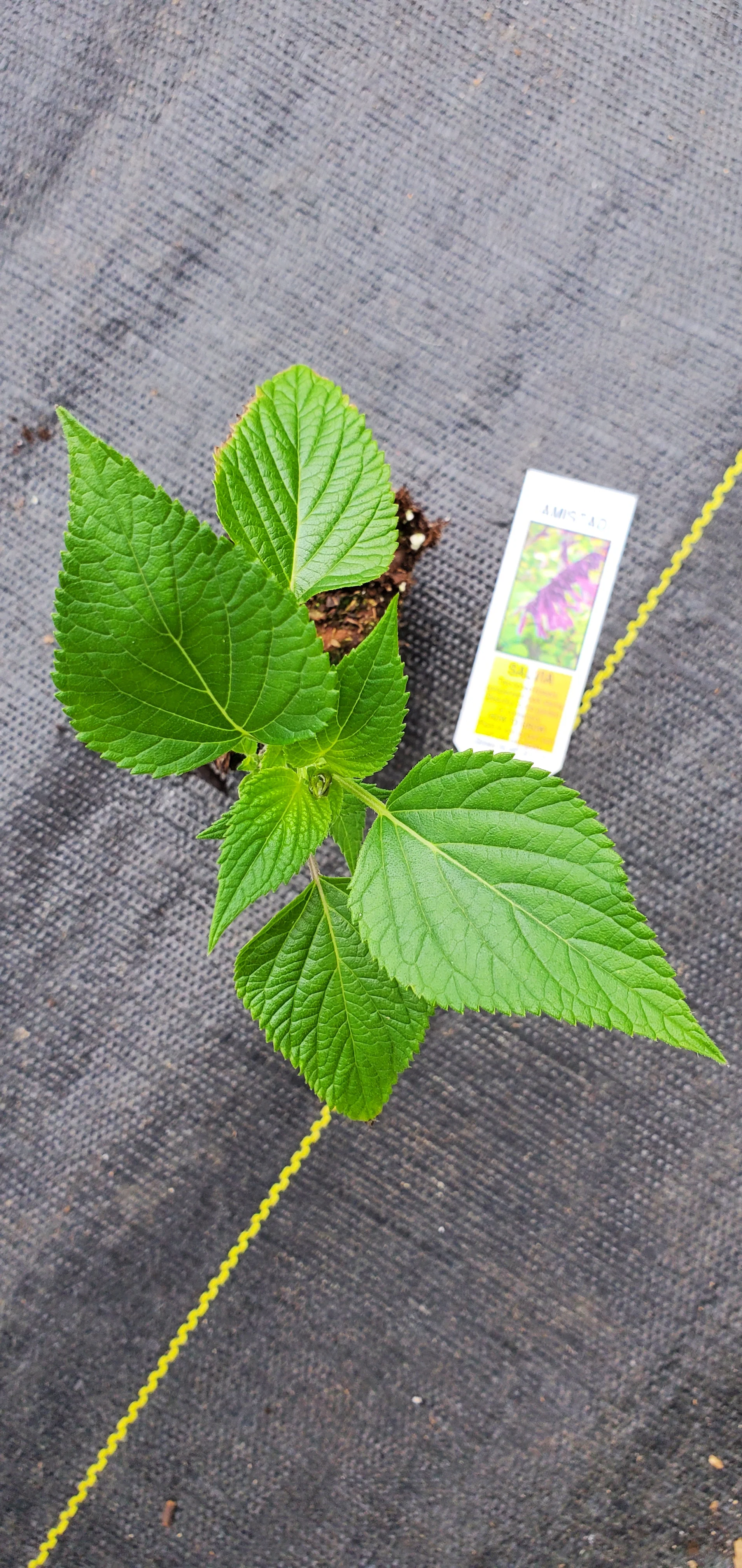 Salvia Amistad