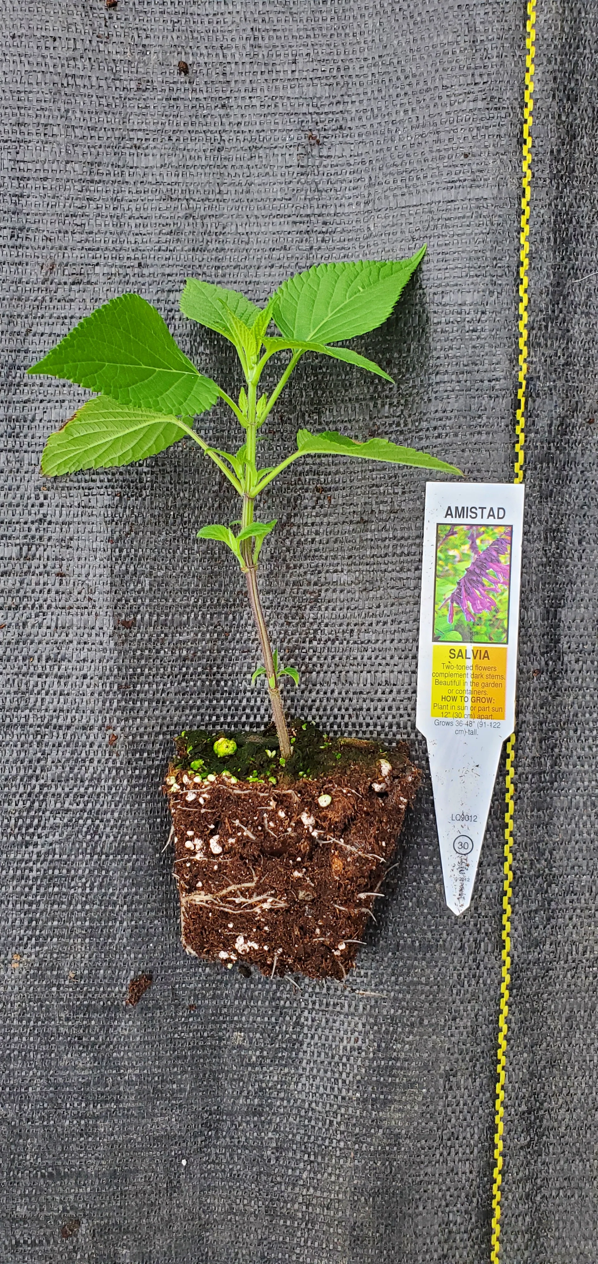 Salvia Amistad - Image 2