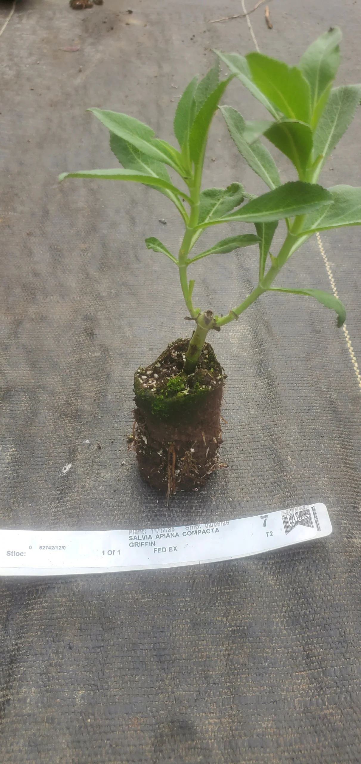 Salvia Apiana Compacta - Image 2