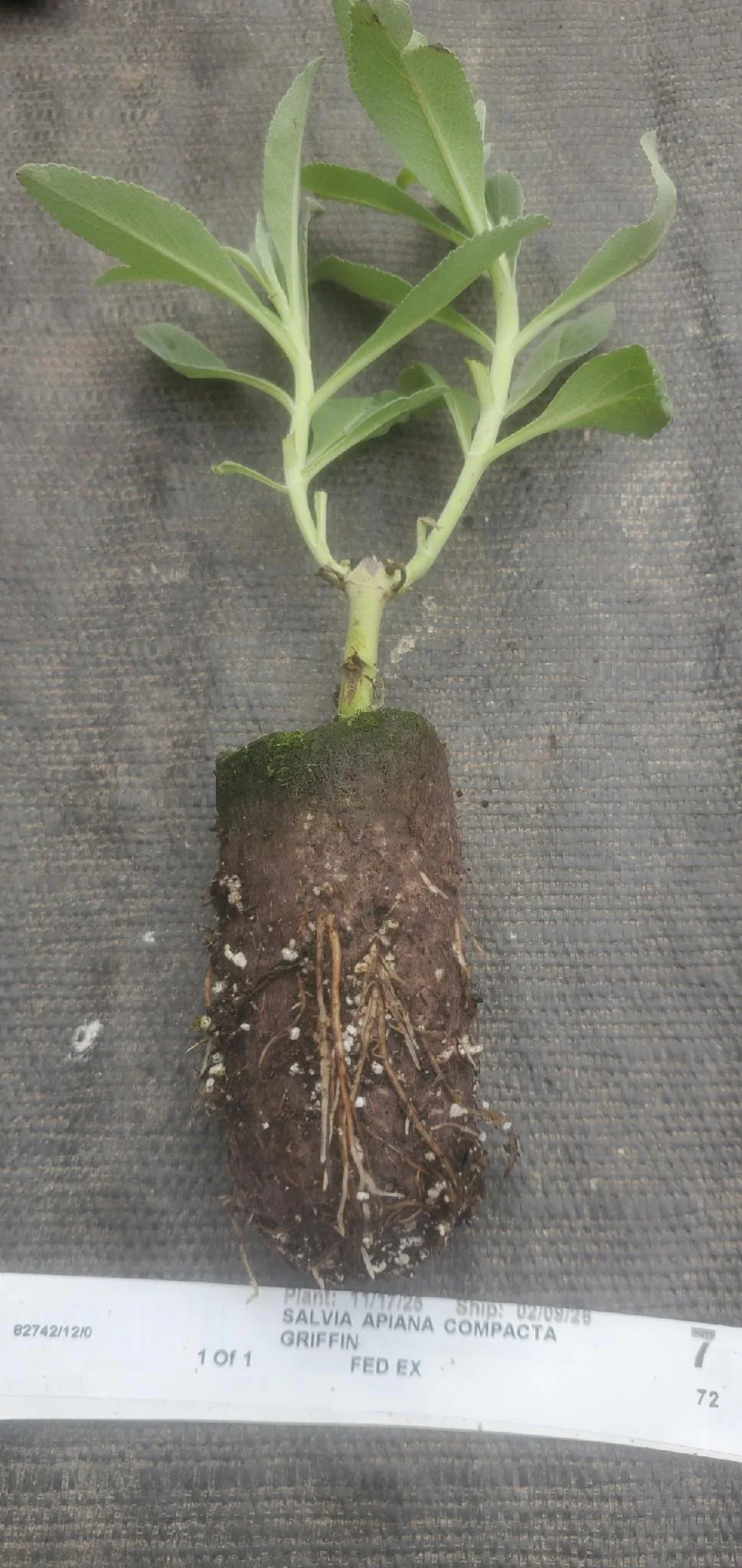 Salvia Apiana Compacta - Image 3