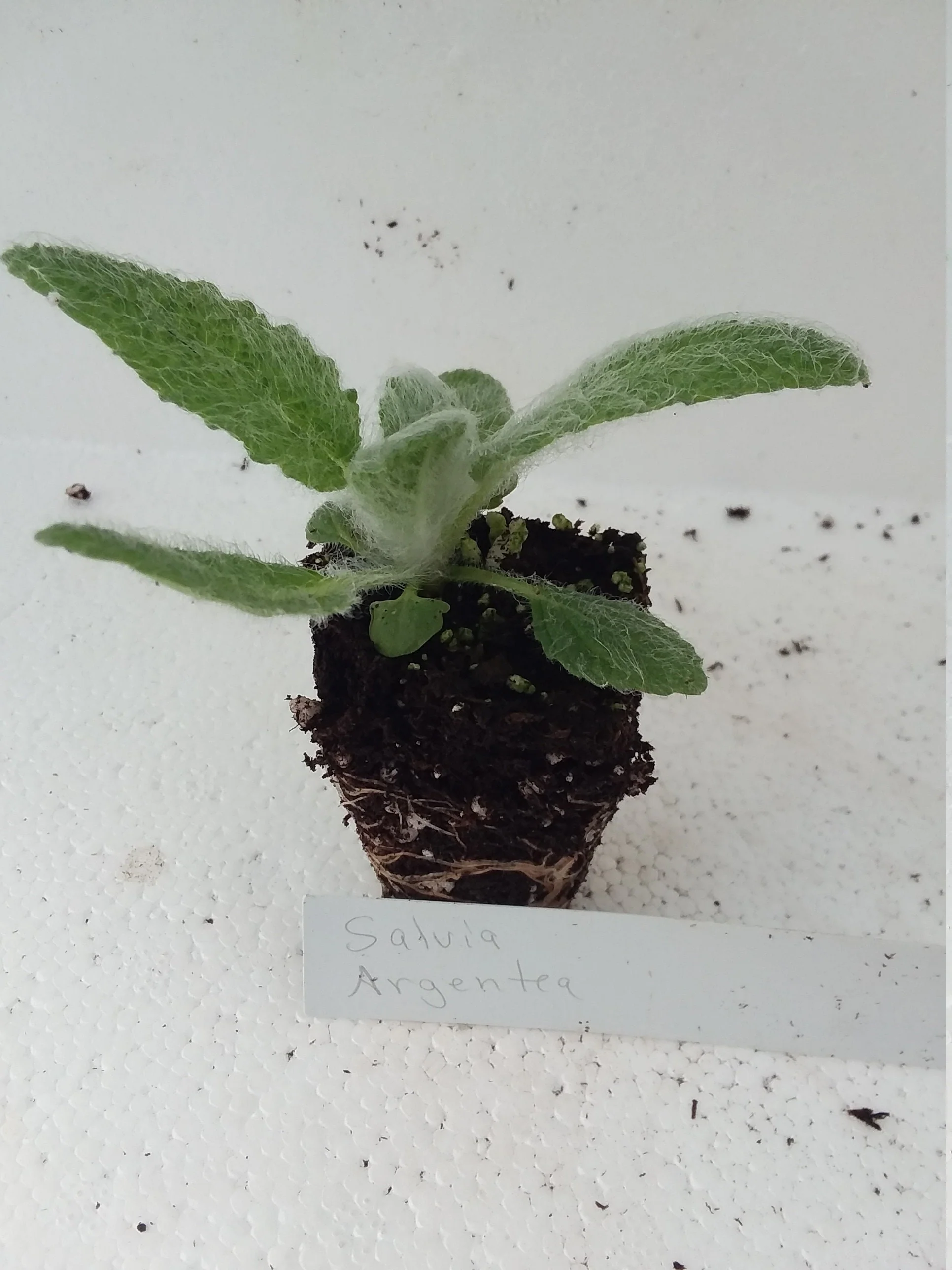 Salvia Argentea  Silver Sage