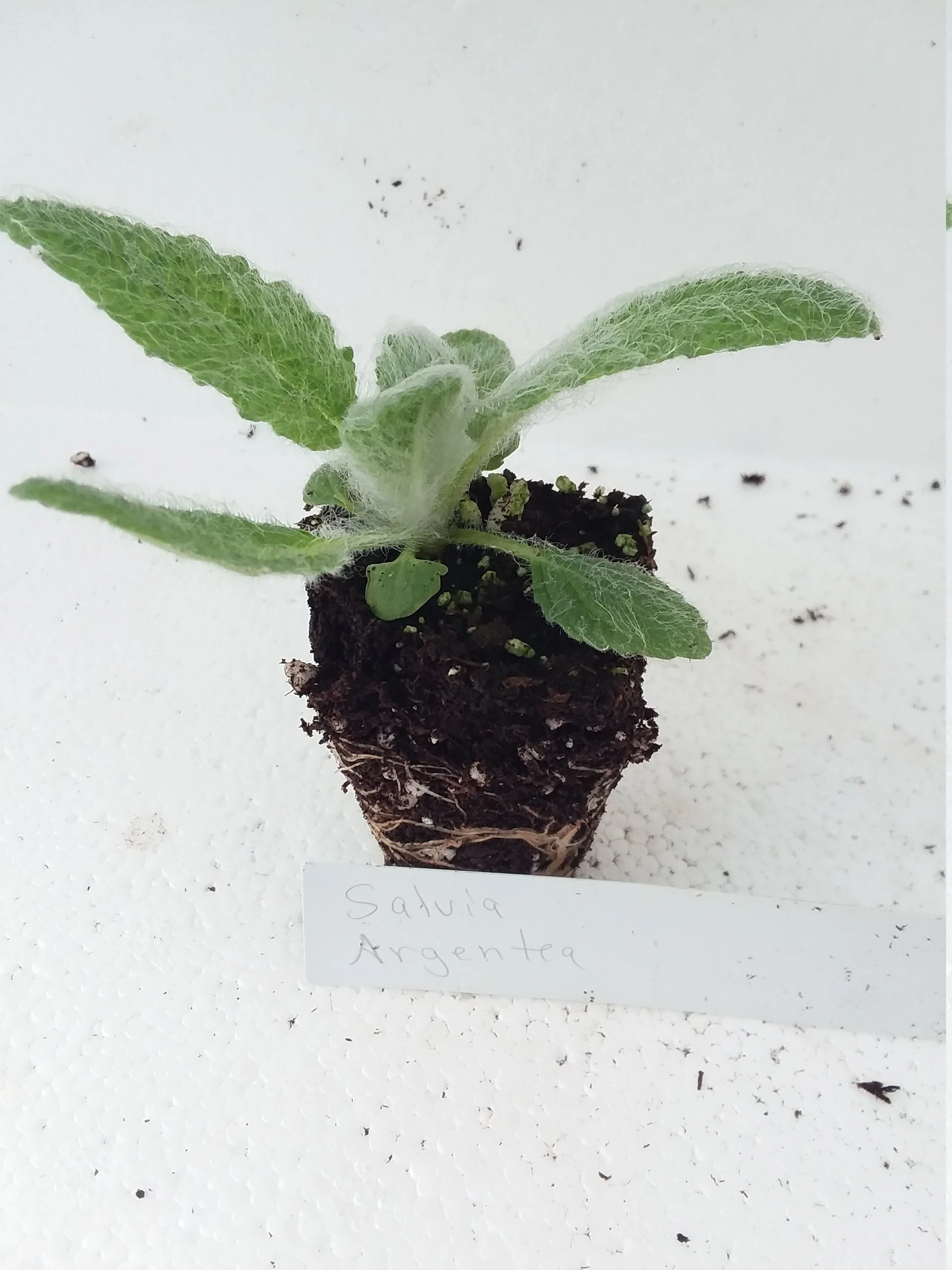 Salvia Argentea  Silver Sage - Image 2