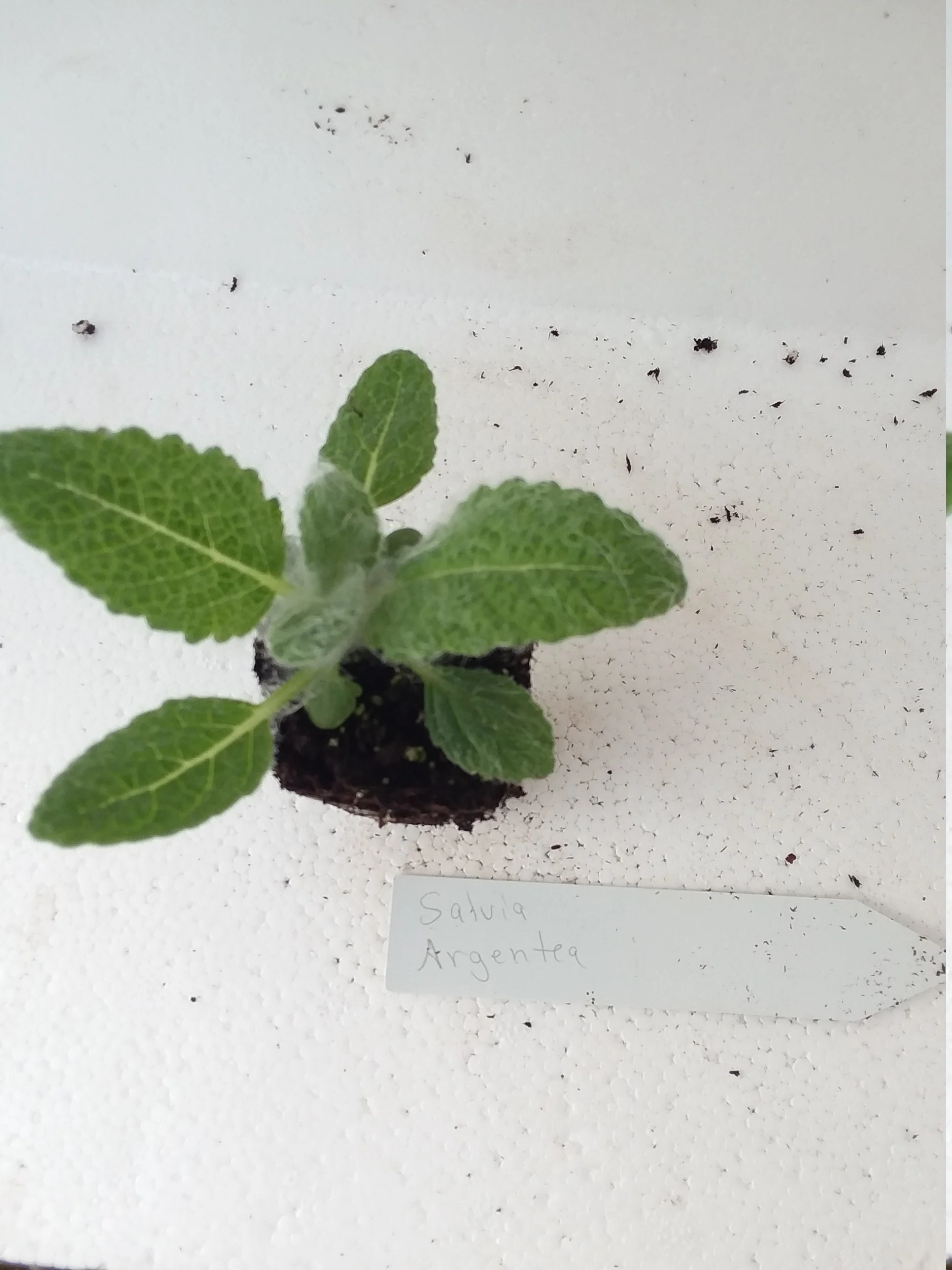 Salvia Argentea  Silver Sage - Image 3
