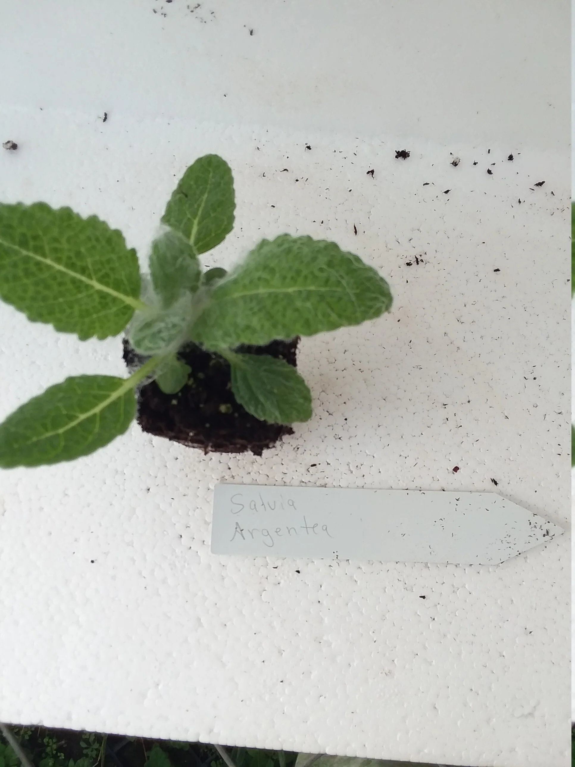 Salvia Argentea  Silver Sage - Image 4