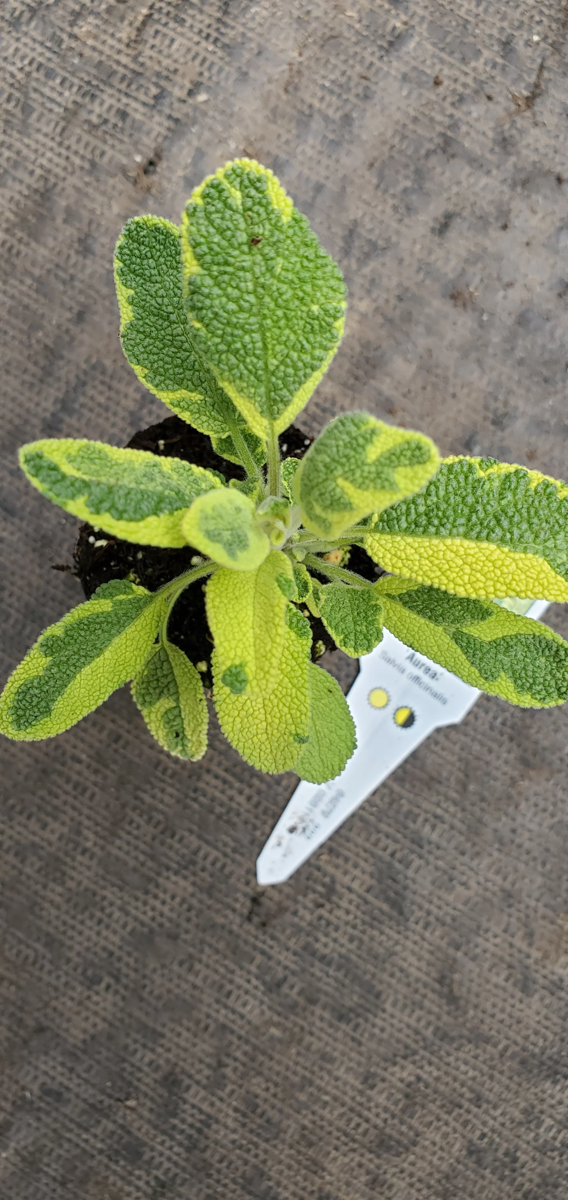 Salvia Aurea Golden Sage - Image 2
