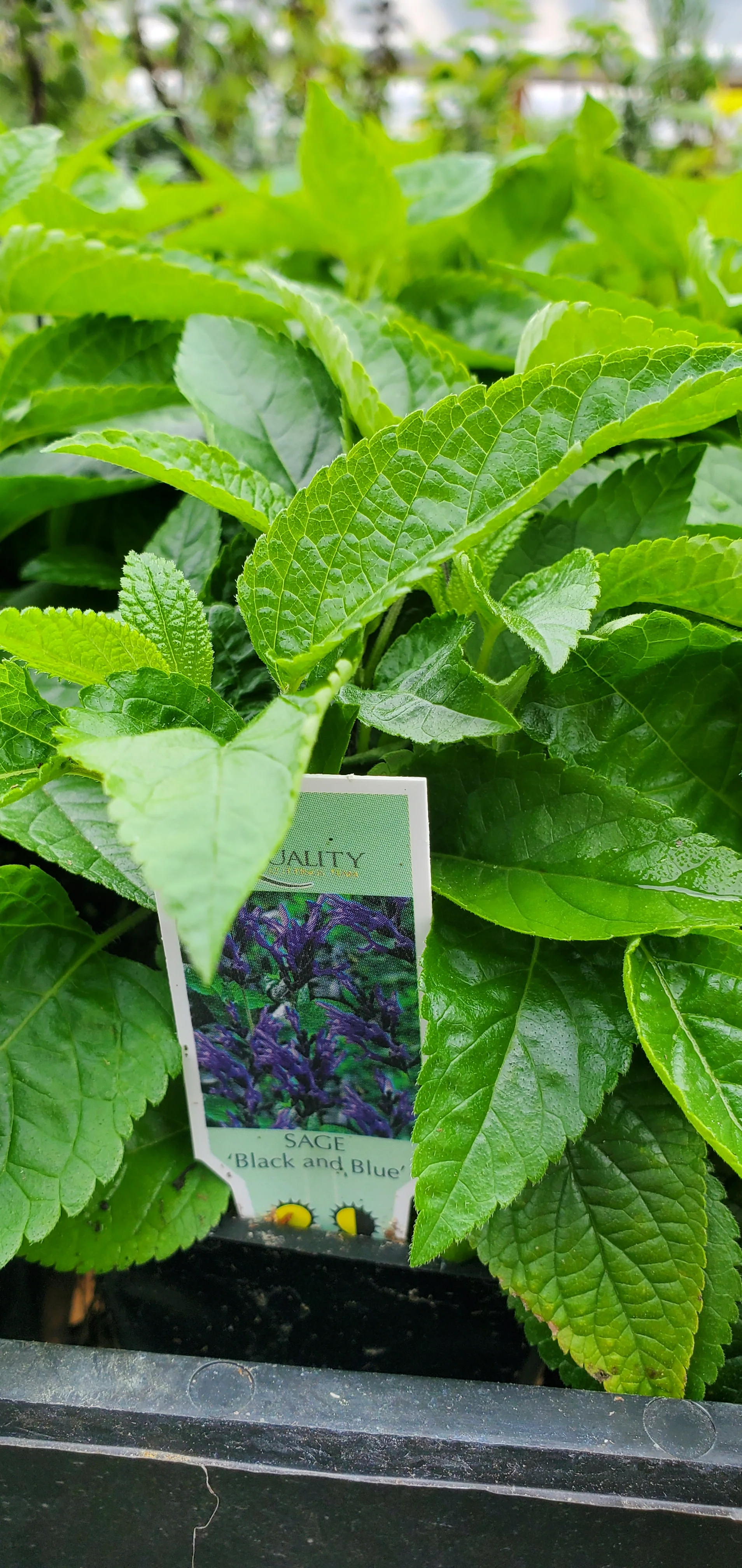 Salvia Black n Blue