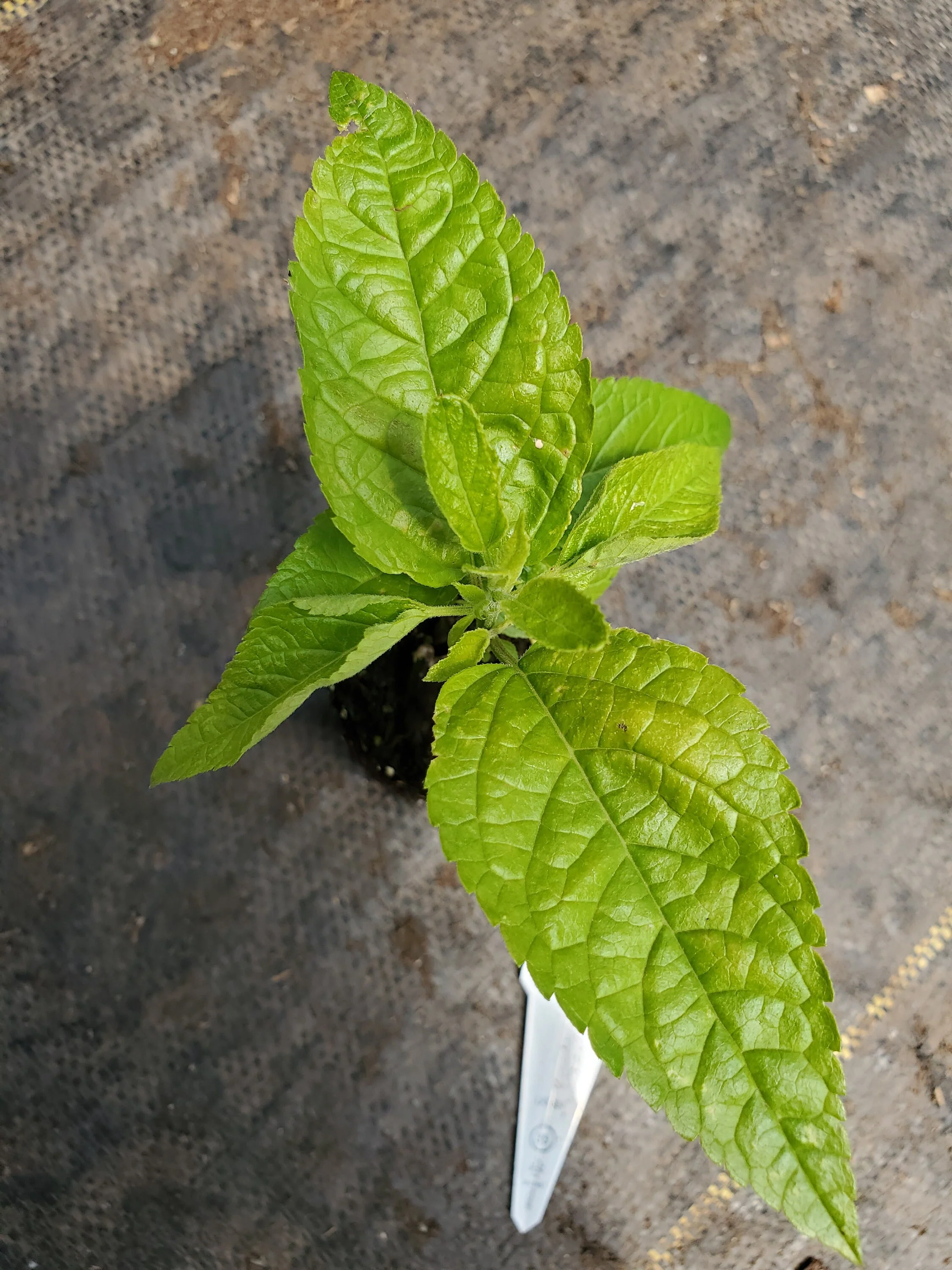 Salvia Black n Blue - Image 2