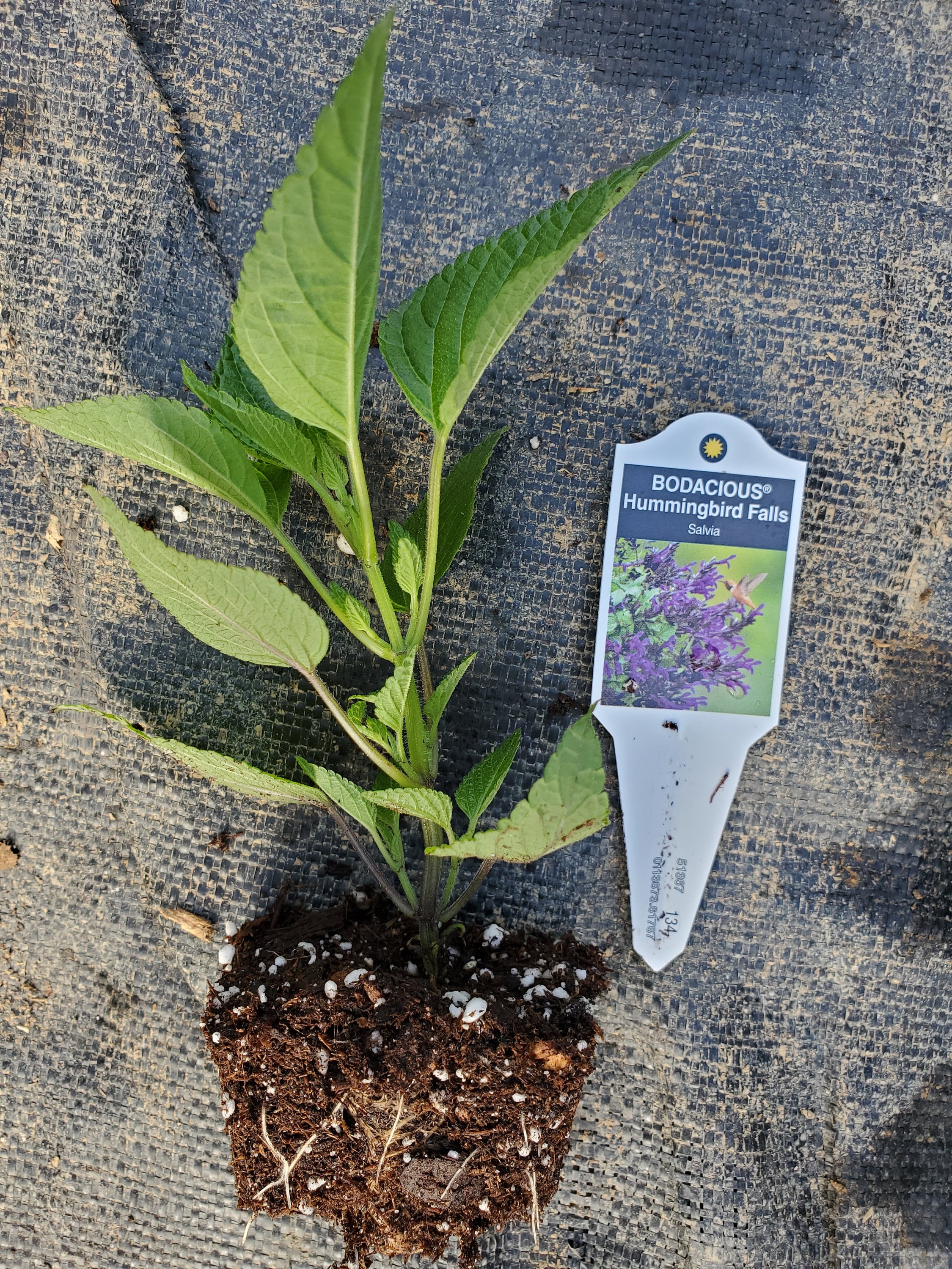 Salvia Bodacious Hummingbird Falls - Image 2