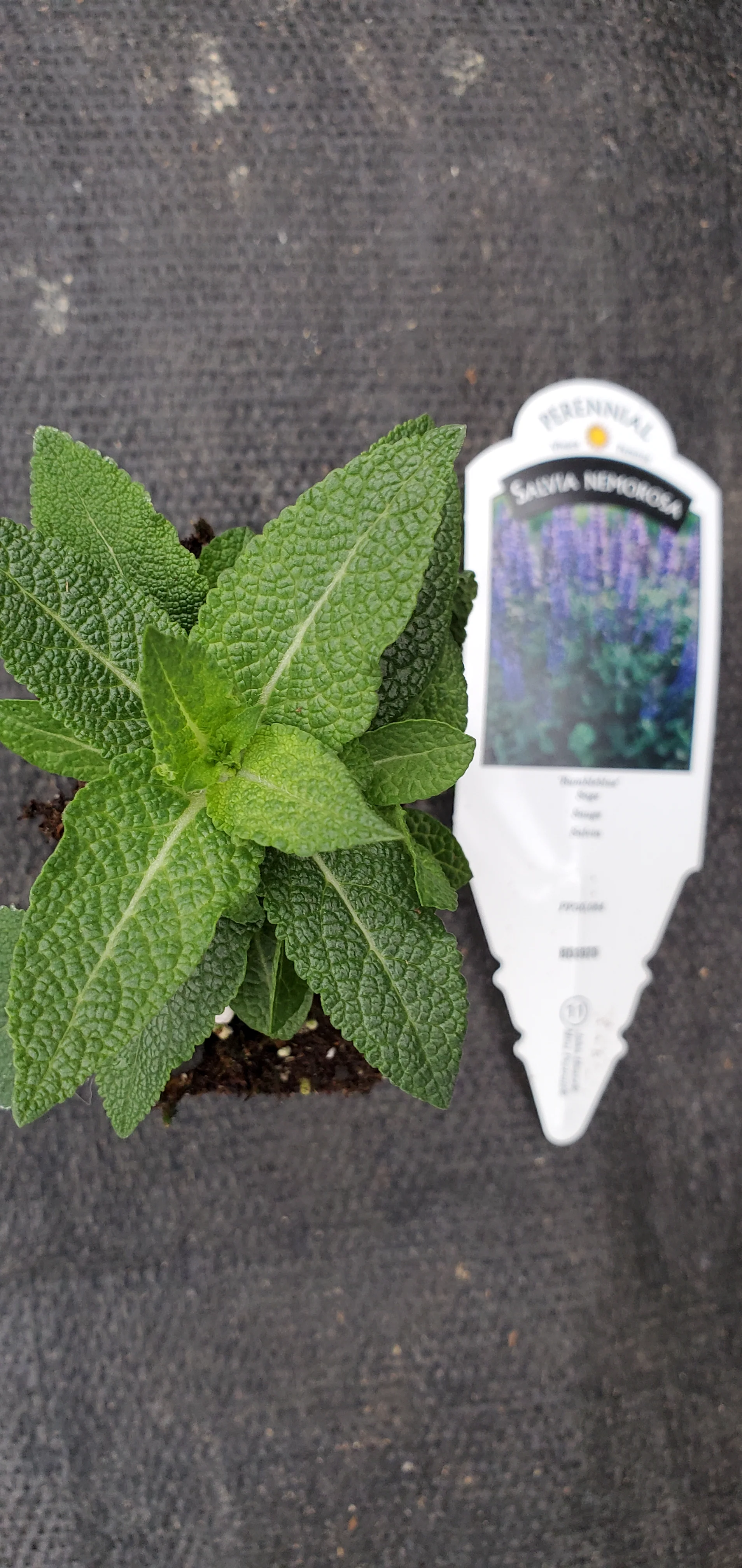 Salvia Bumbleblue
