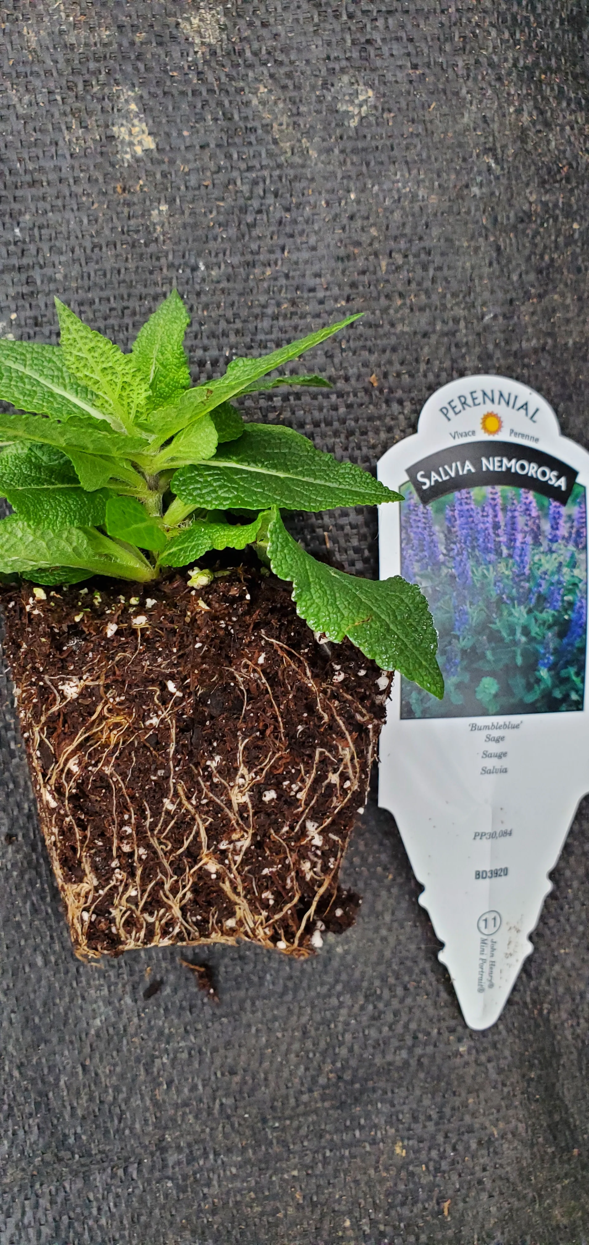 Salvia Bumbleblue - Image 2