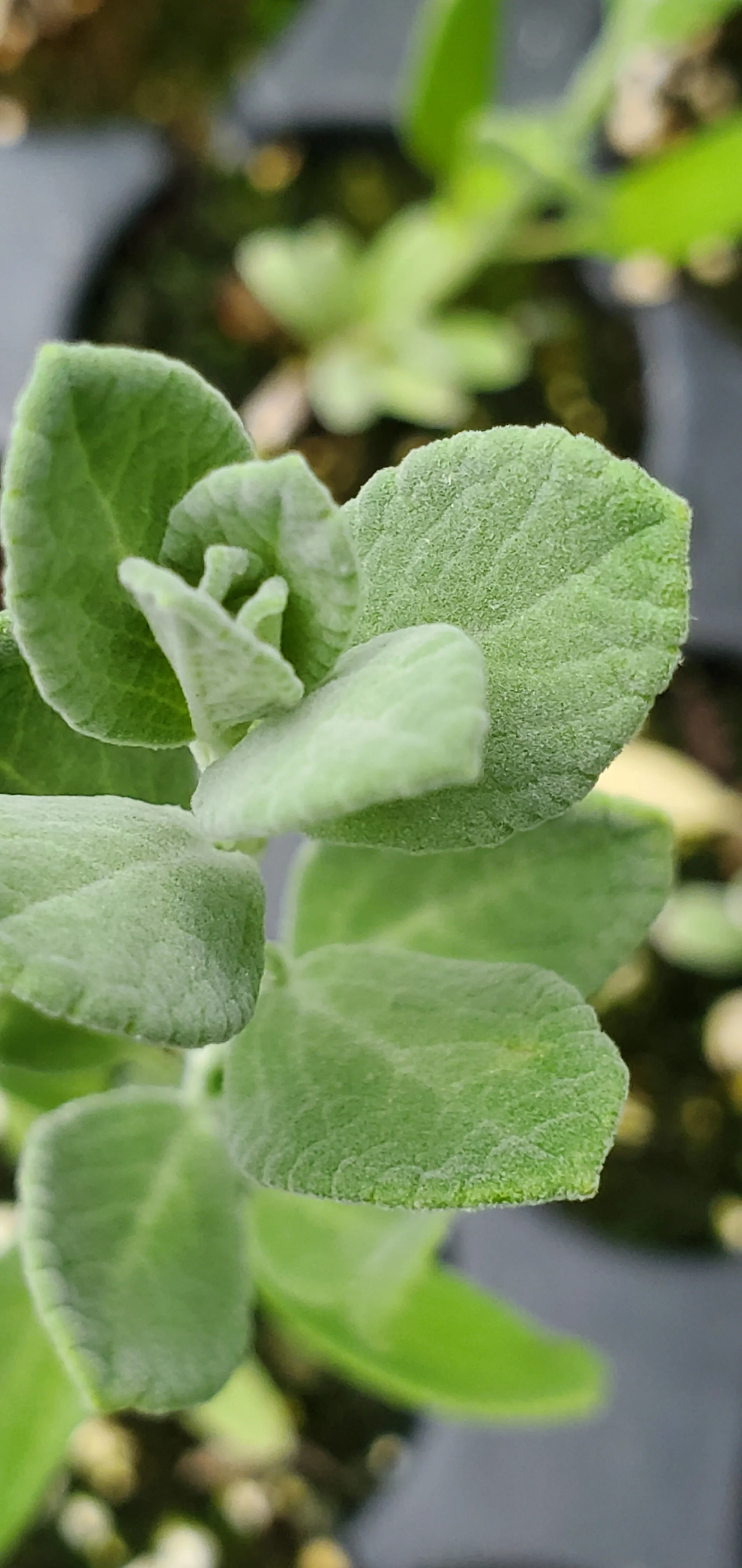 Salvia Chamaedryoides Germander Sage