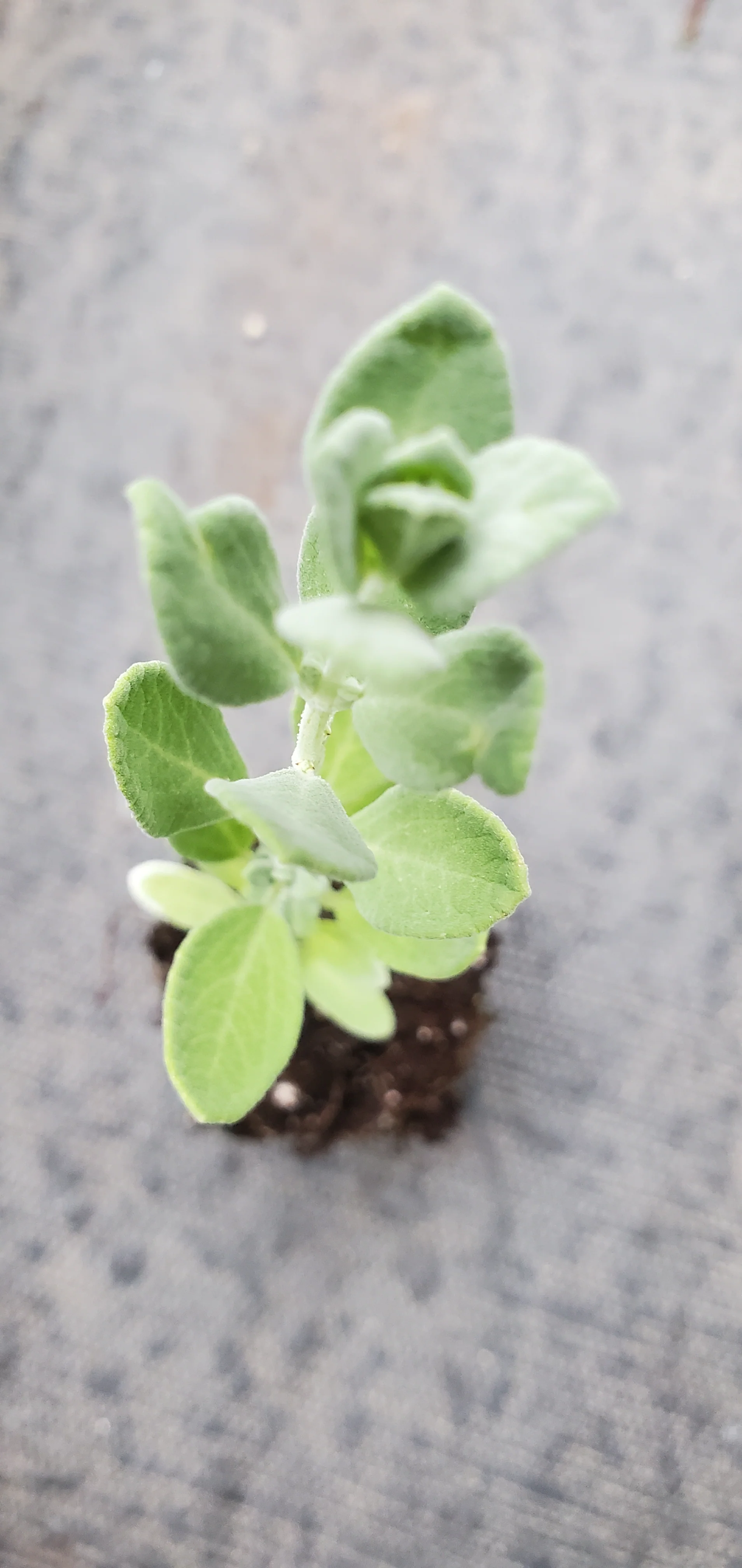 Salvia Chamaedryoides Germander Sage - Image 2