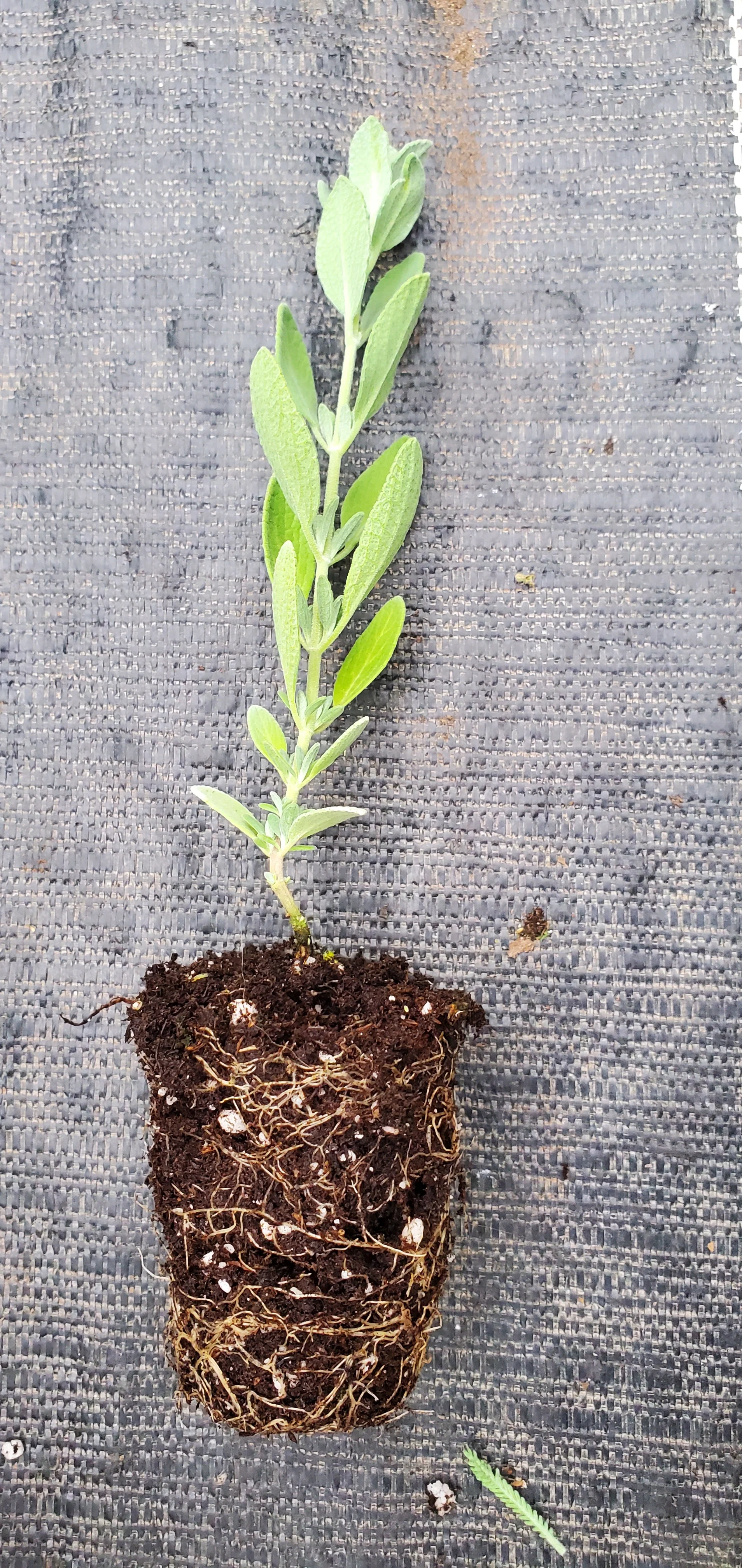 Salvia Chamaedryoides Germander Sage - Image 3