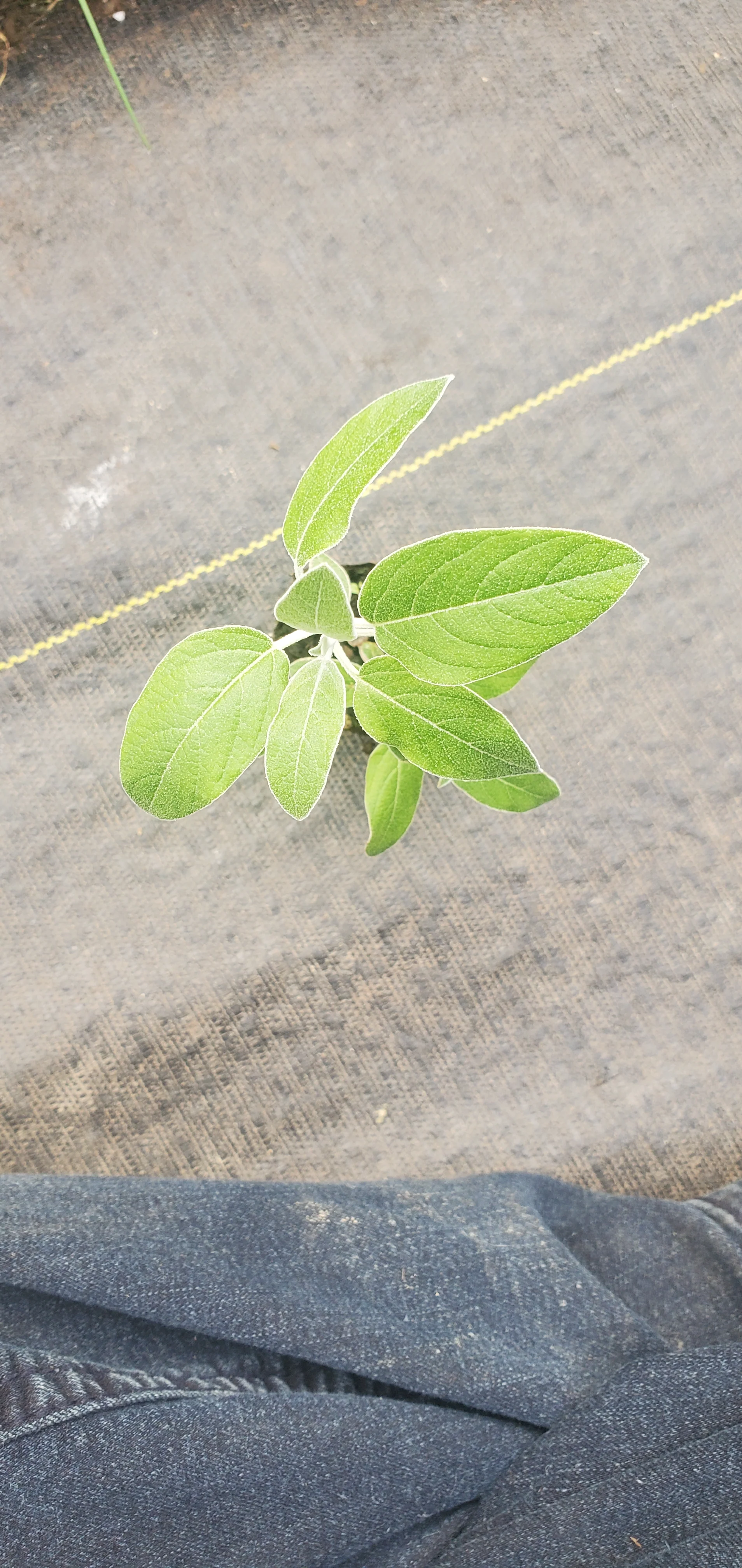 Salvia discolor - Image 3