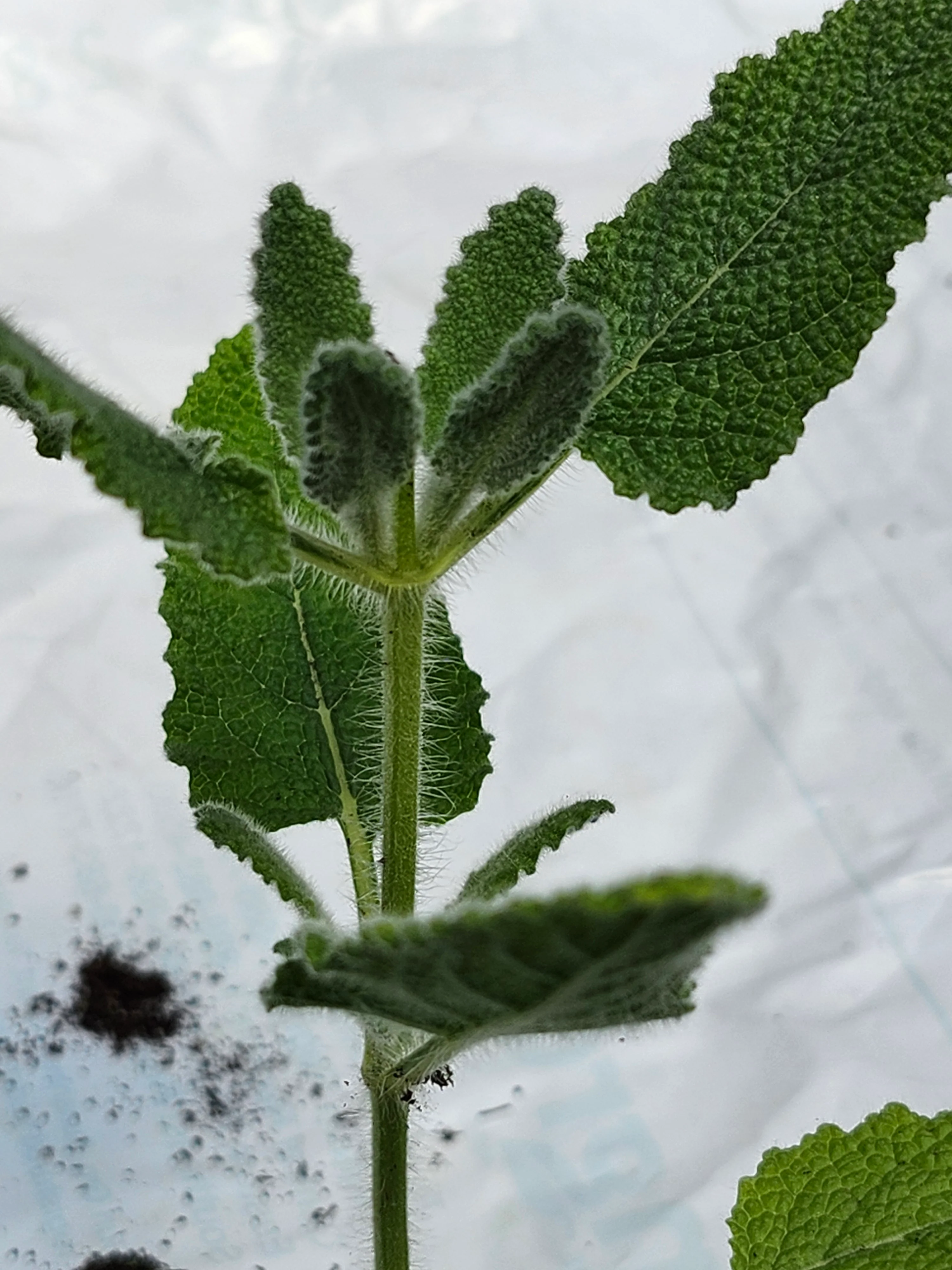 Salvia Dominica - Image 2
