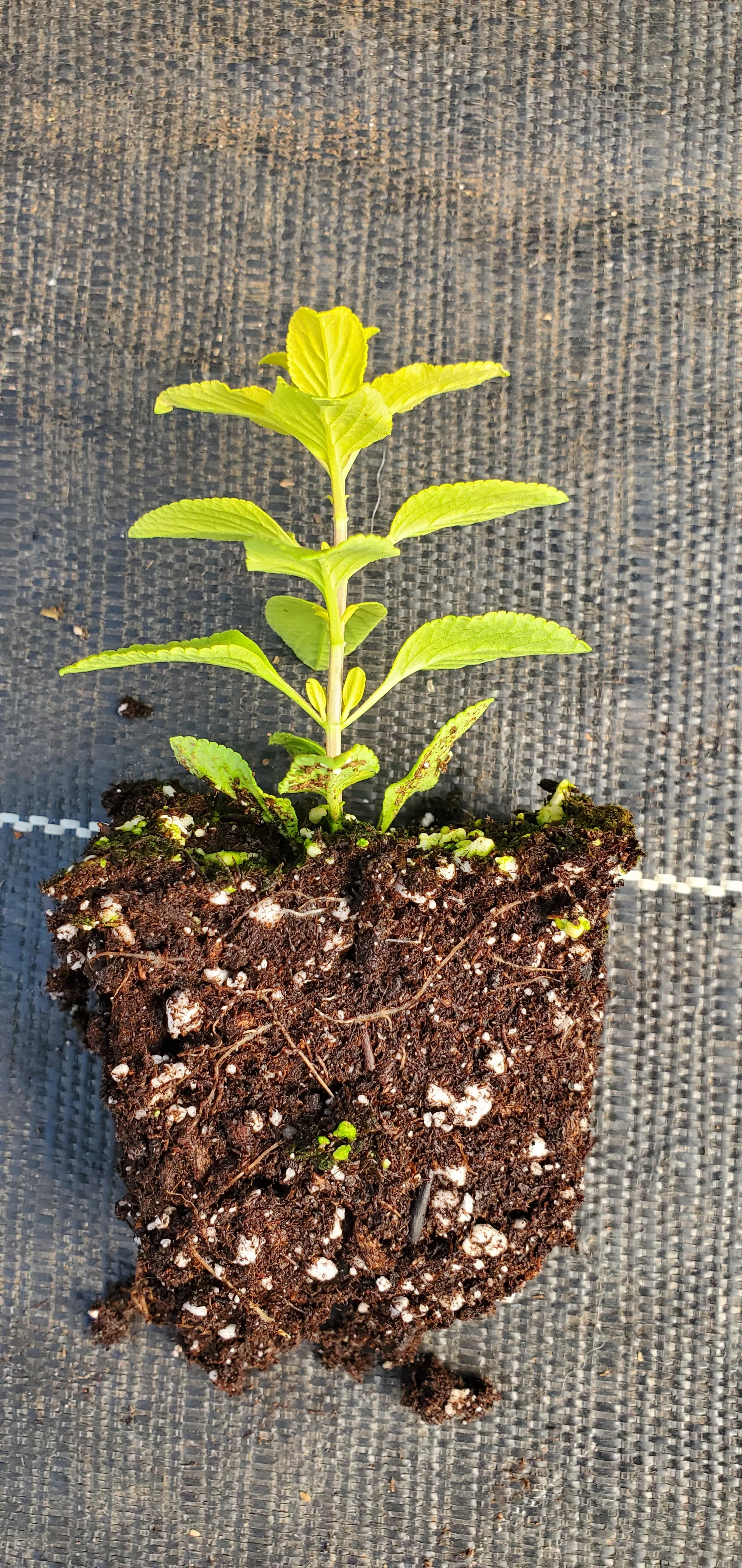 Salvia/Sage