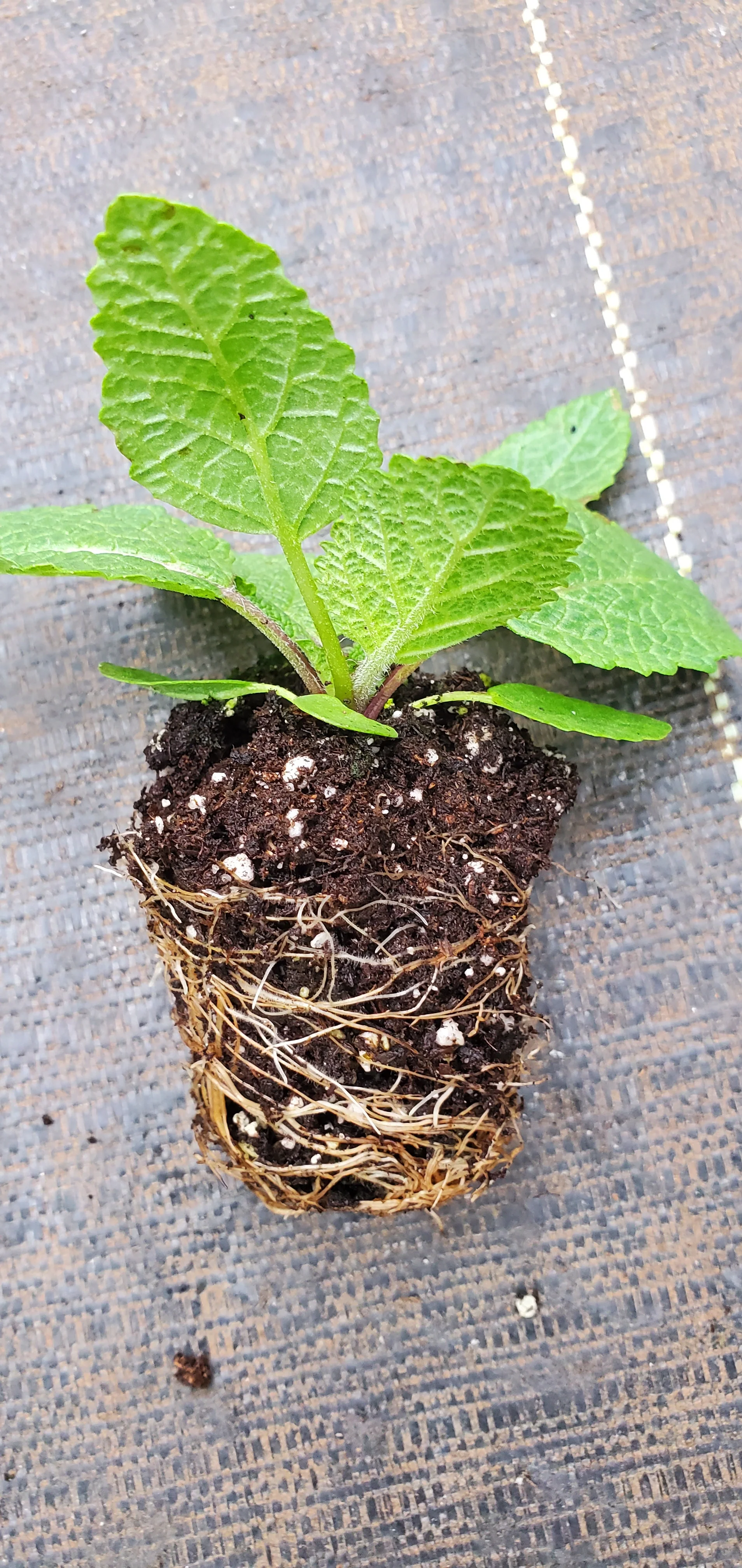 Salvia Heirosolymitana - Image 2