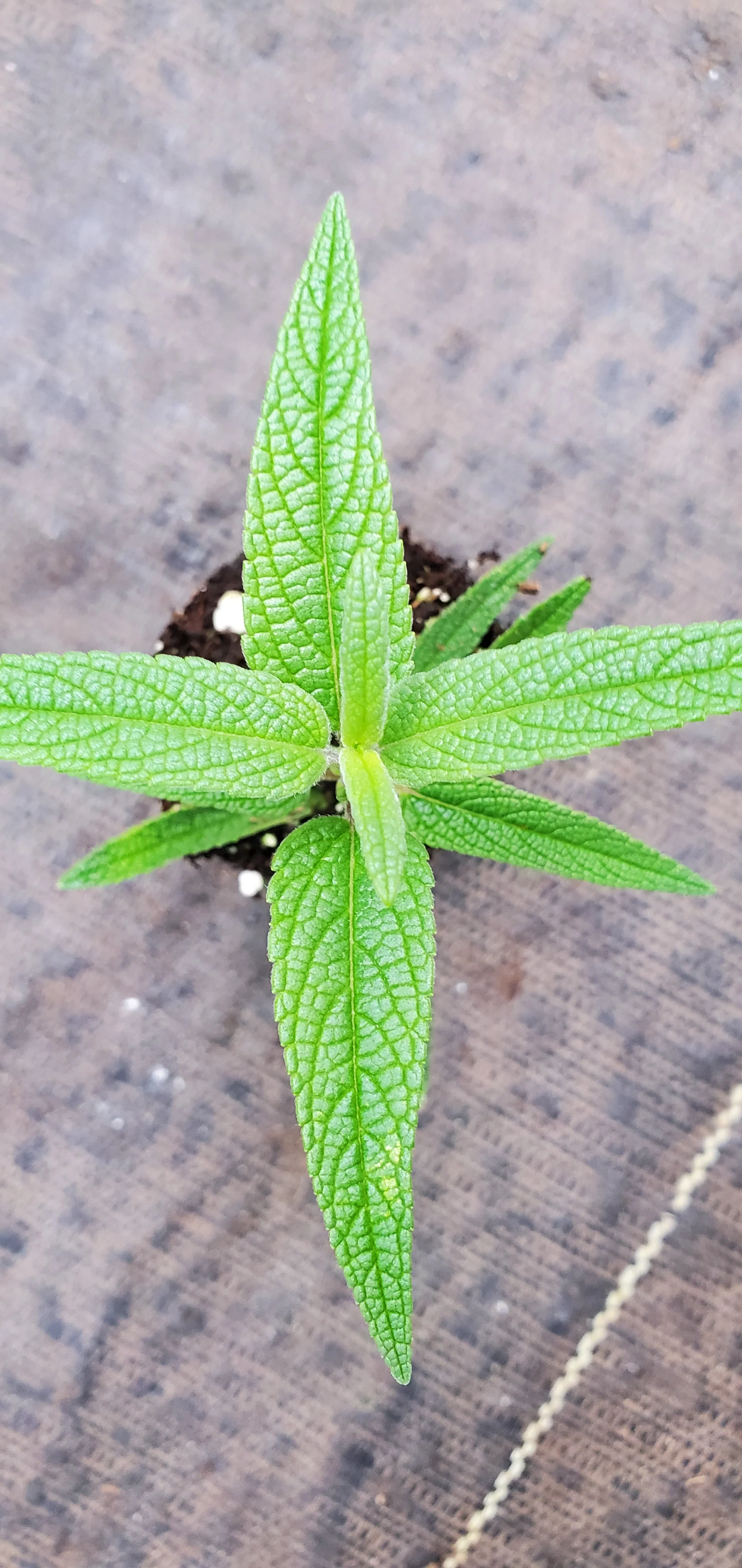 Salvia leucantha Santa Barbara