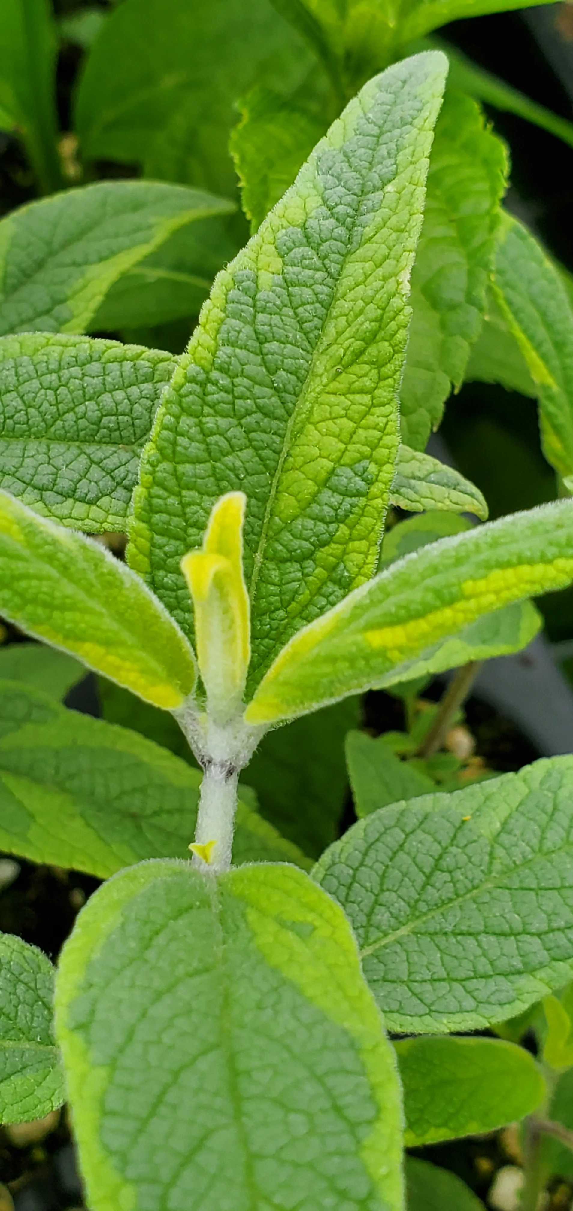 Salvia Leucantha Variegata - Image 3