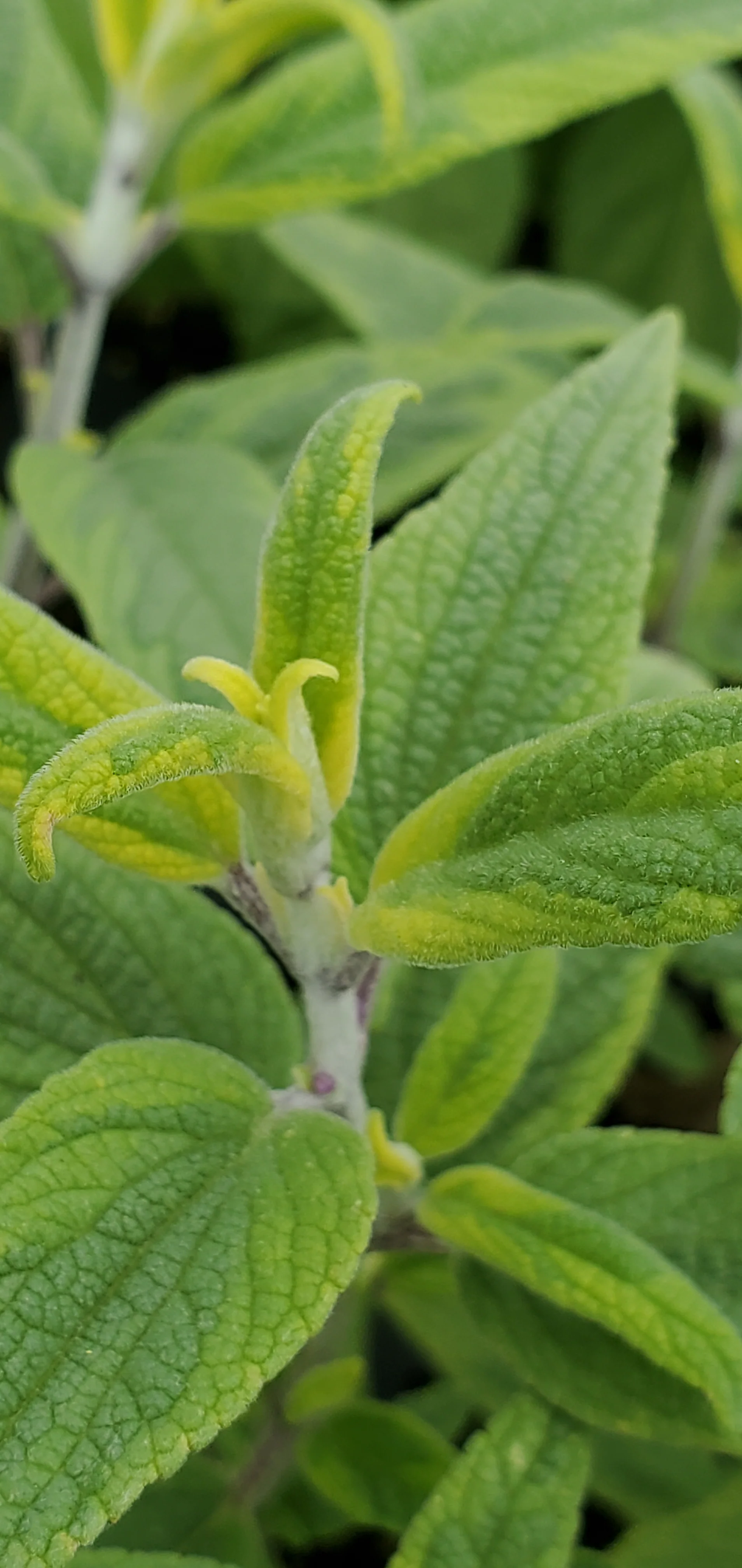 Salvia Leucantha Variegata - Image 4